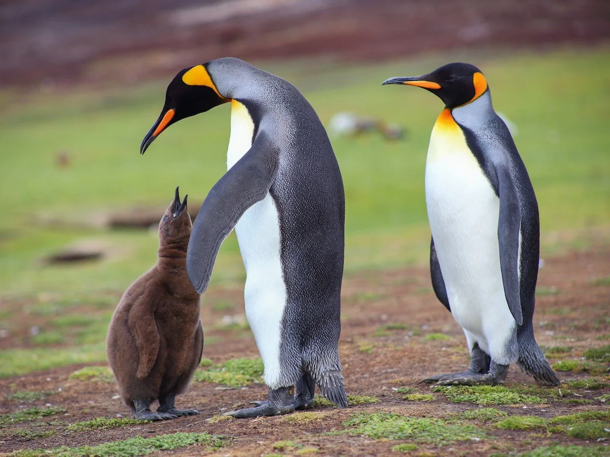 King penguins