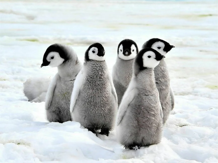 Emperor Penguin babies