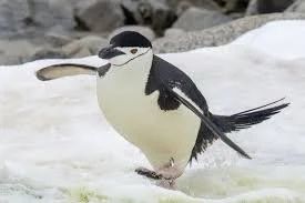 Chinstrap penguin