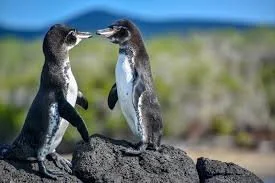 Galapagos penguins
