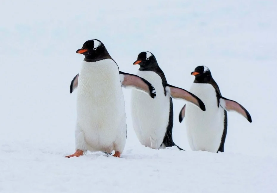 Gentoo penguins