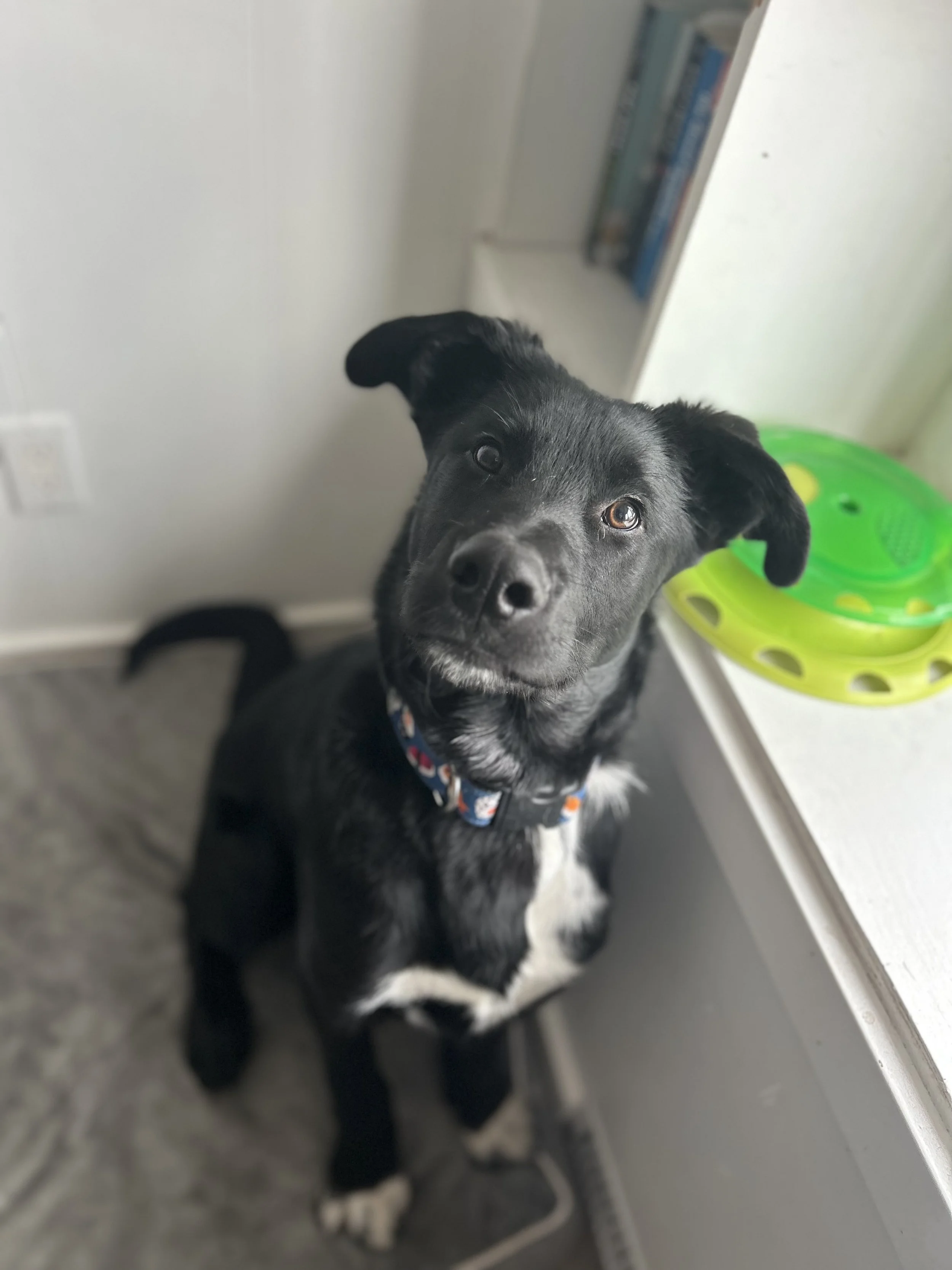 Sprocket — Portage Animal Welfare Society