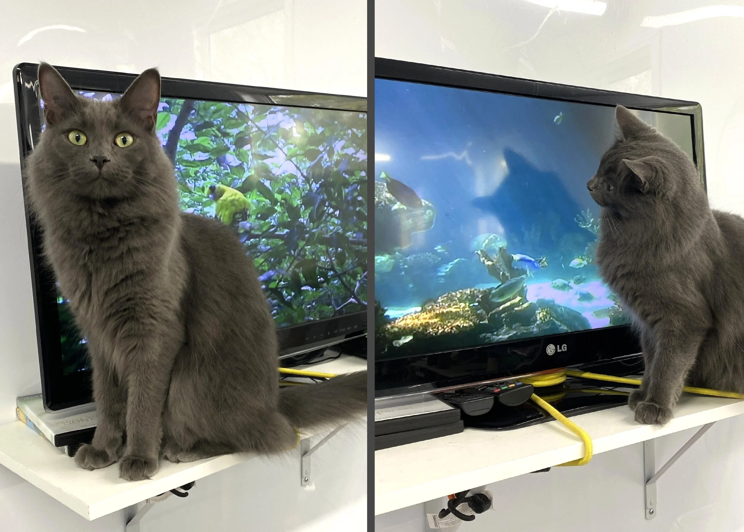 Dorian TV.jpg