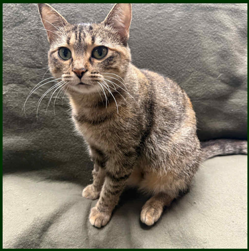 Vienna collage bb.PNG