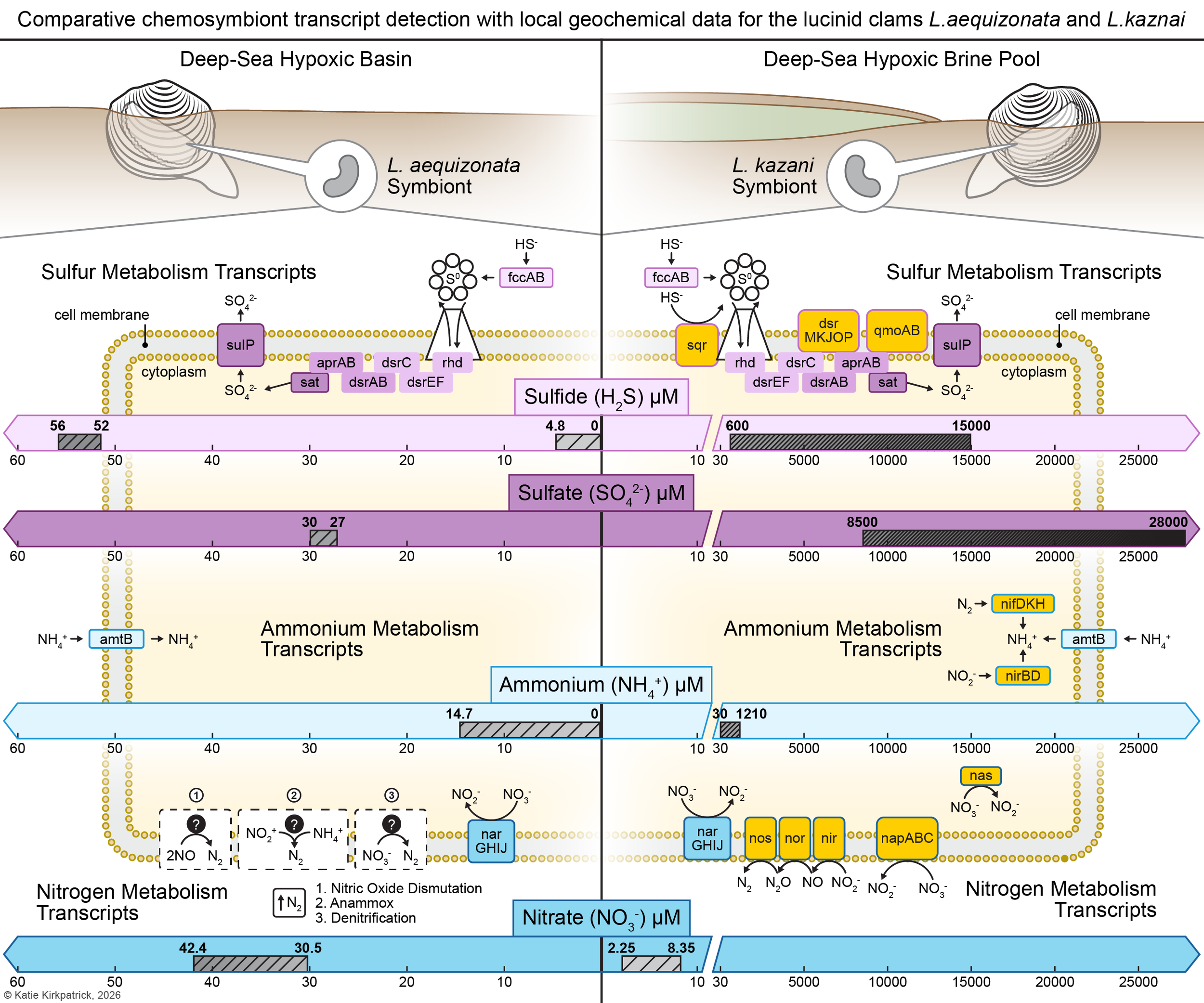 Deep-Sea Clam Symbionts & Geochemistry