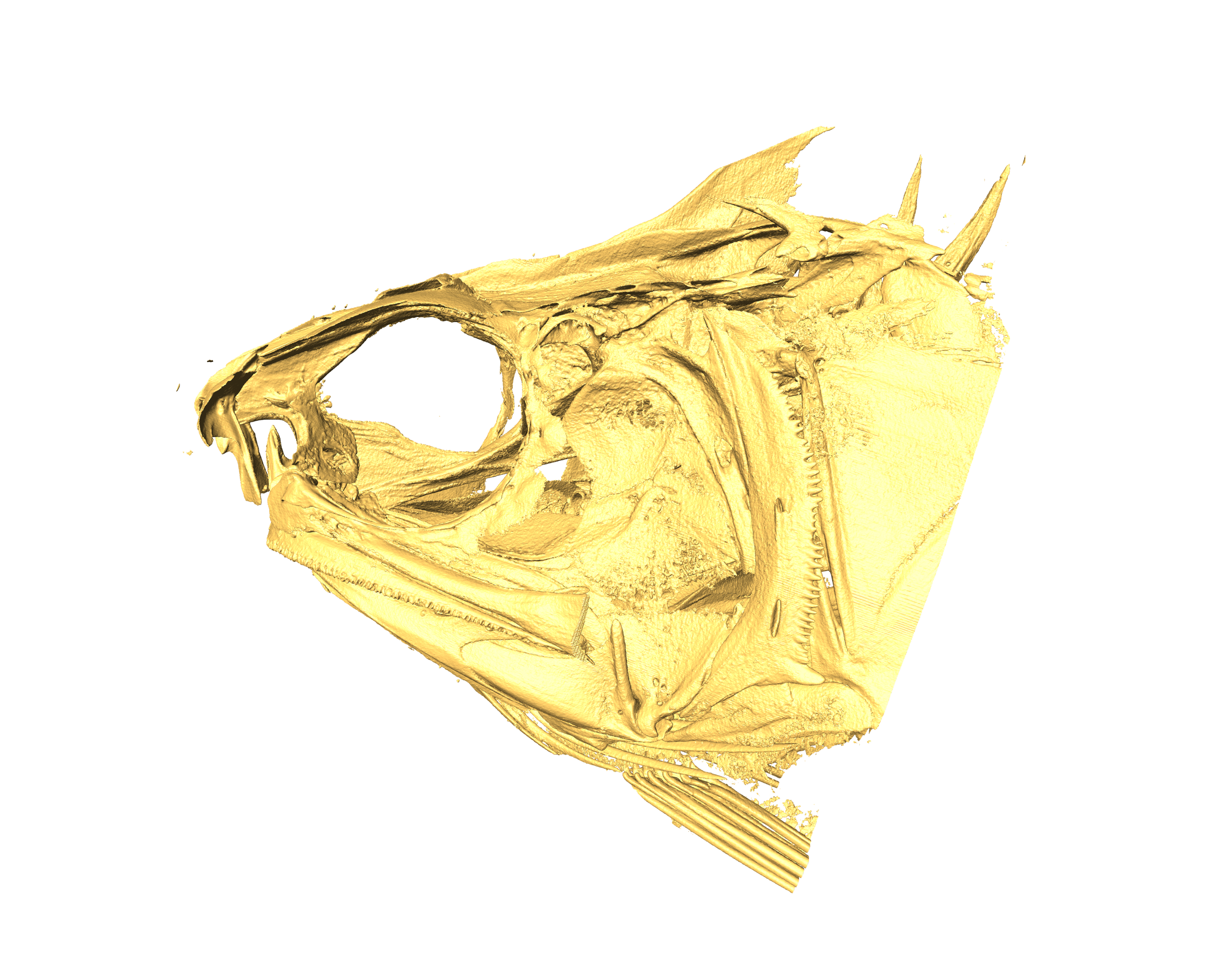 Fish head CT scan