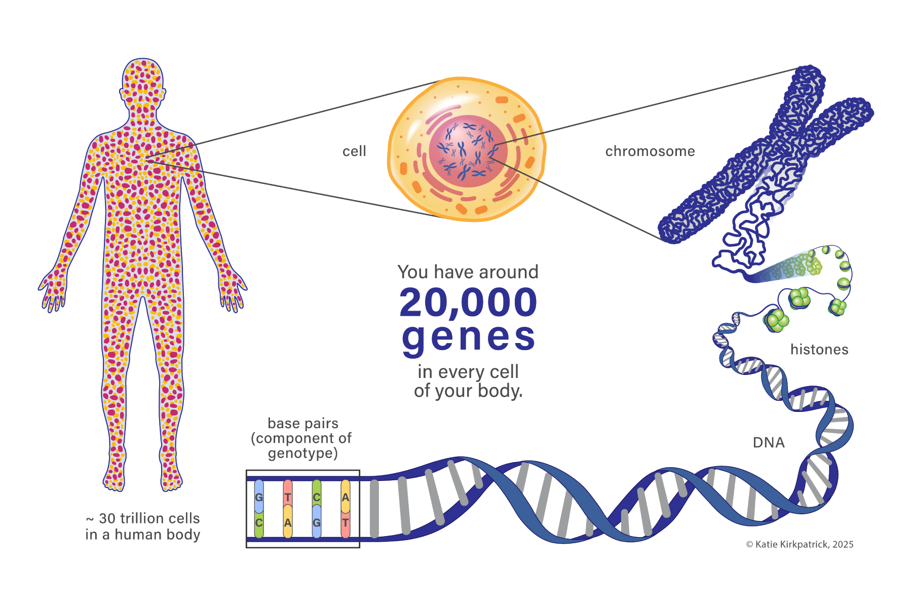 Genetic Test Report Graphics