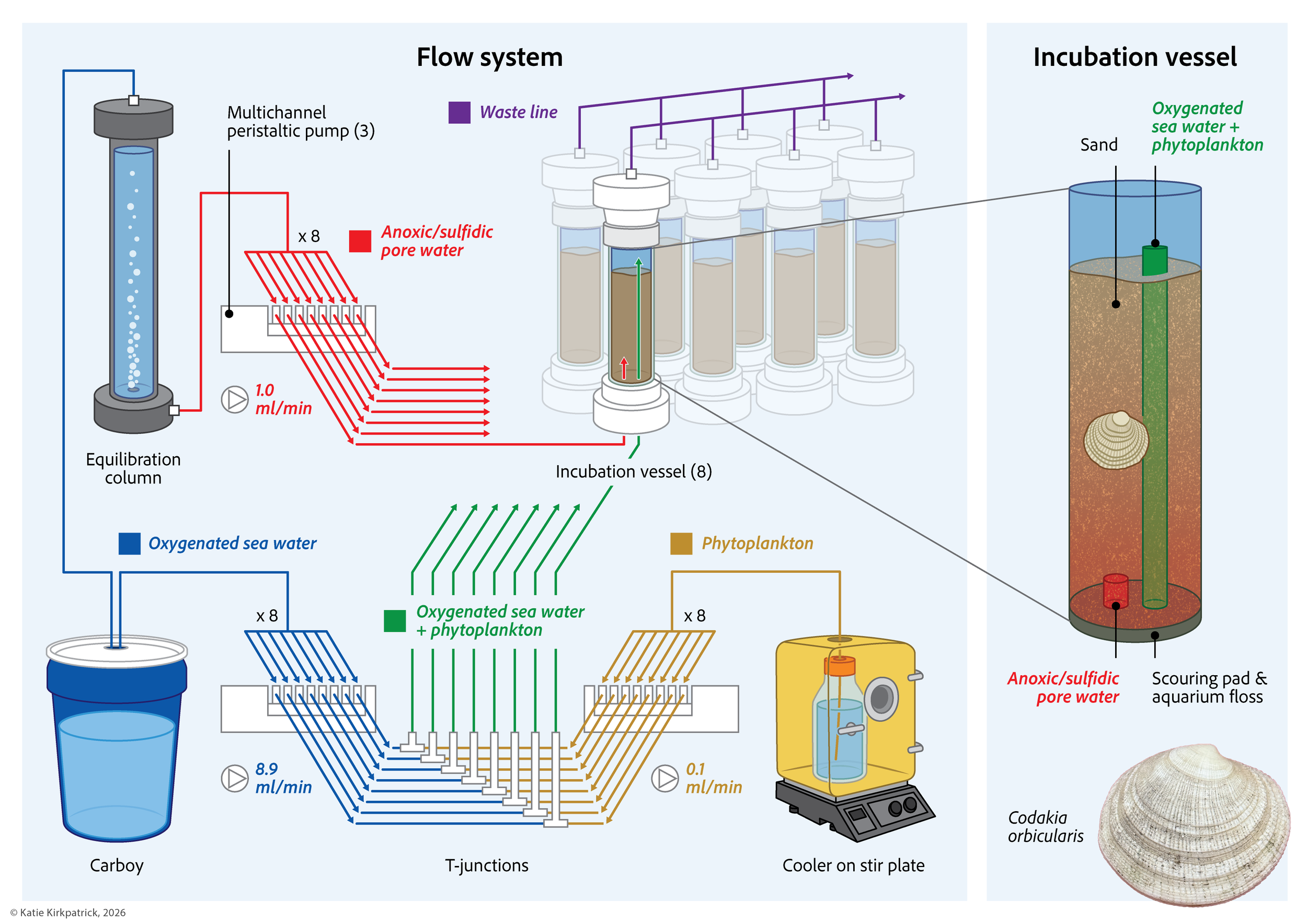 Clam Incubation System