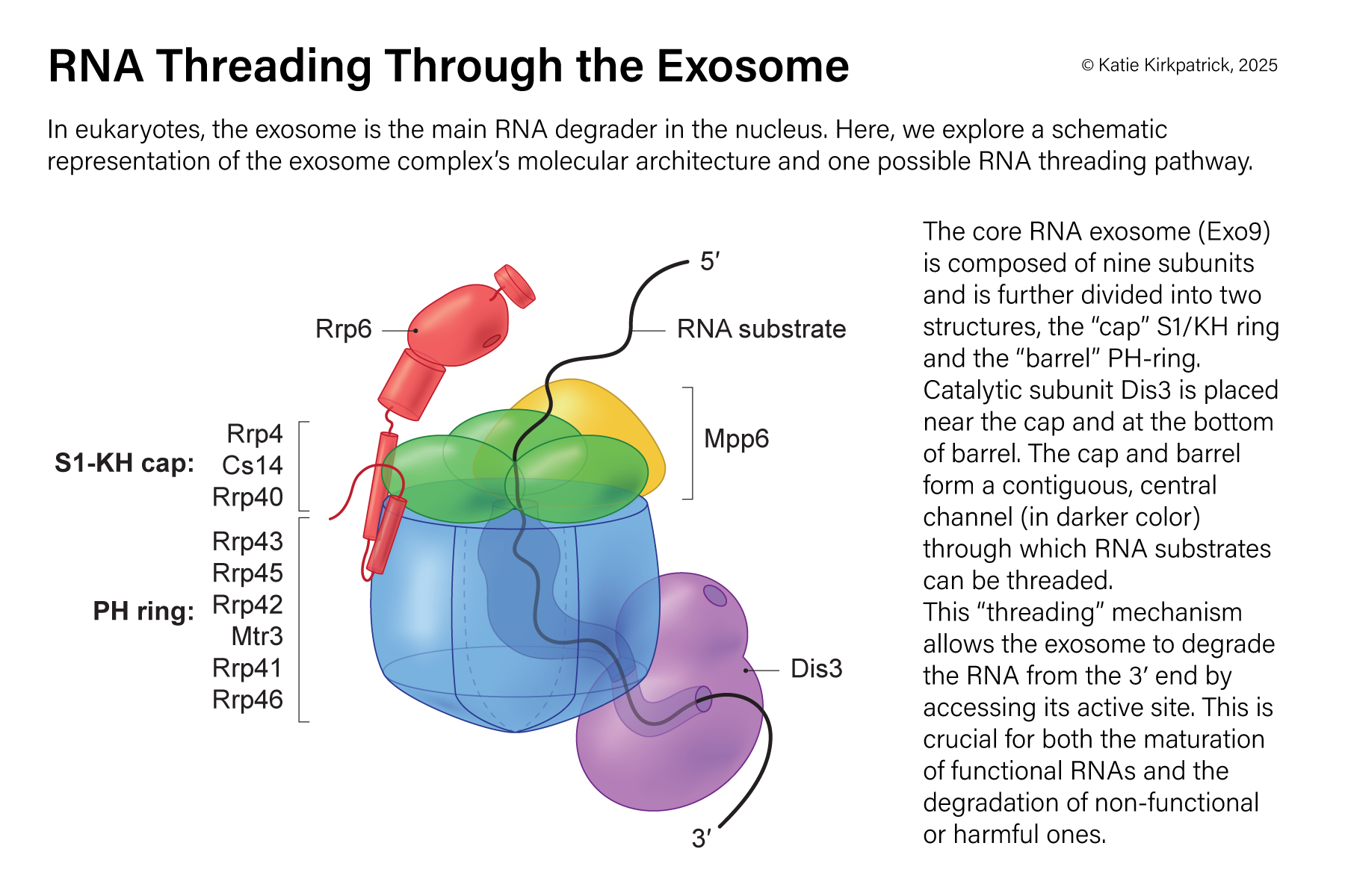 Exosome-website.png