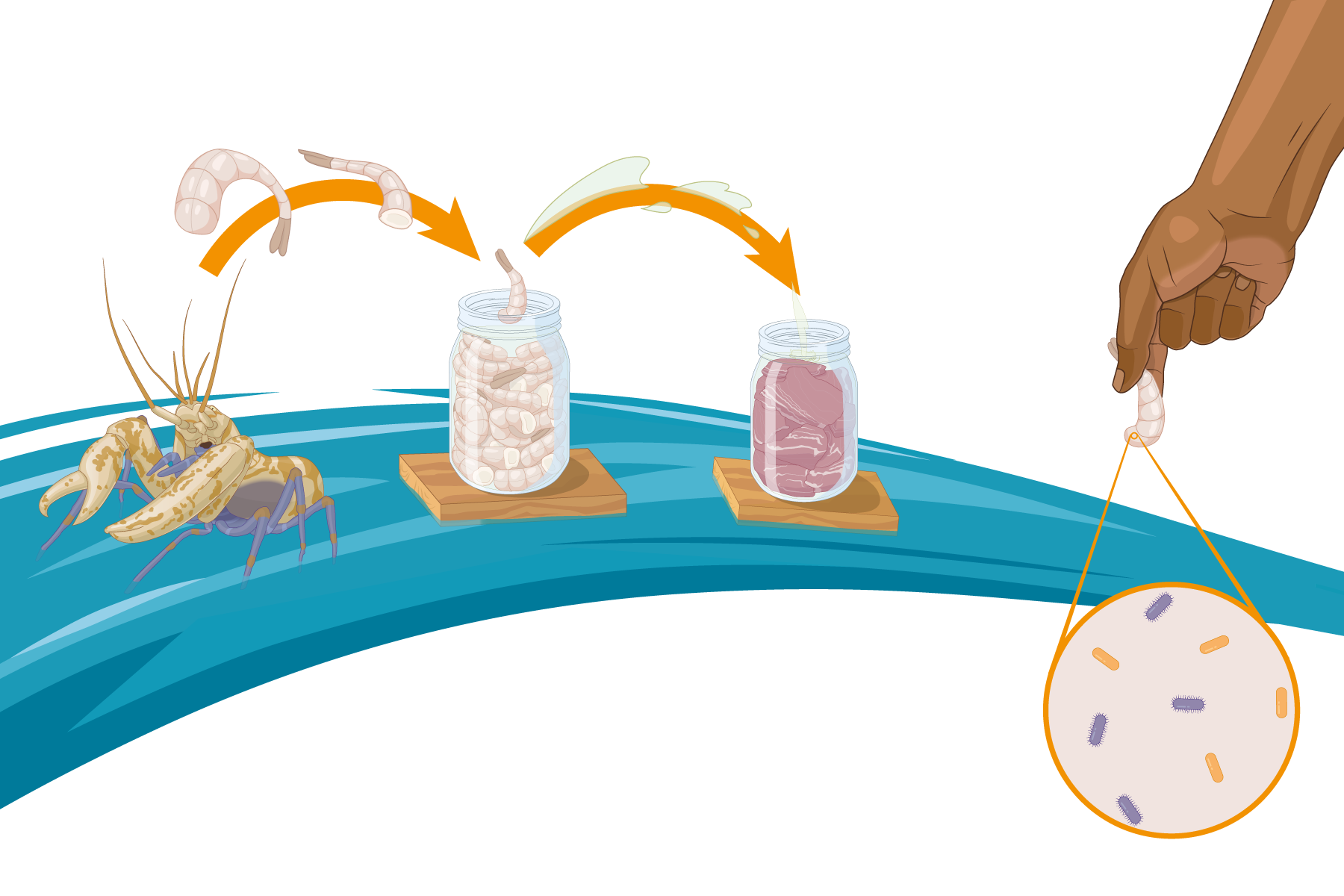 Fāfaru Microbes