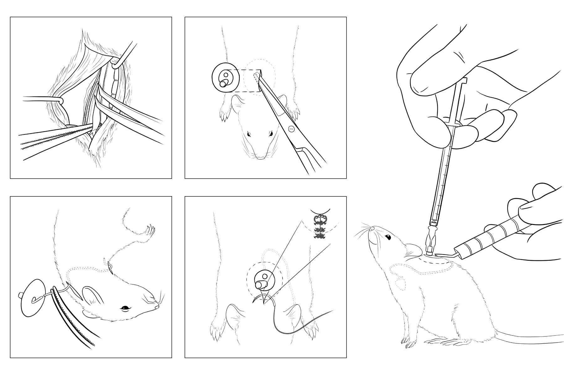 Mouse Carotid Catheterization Manual