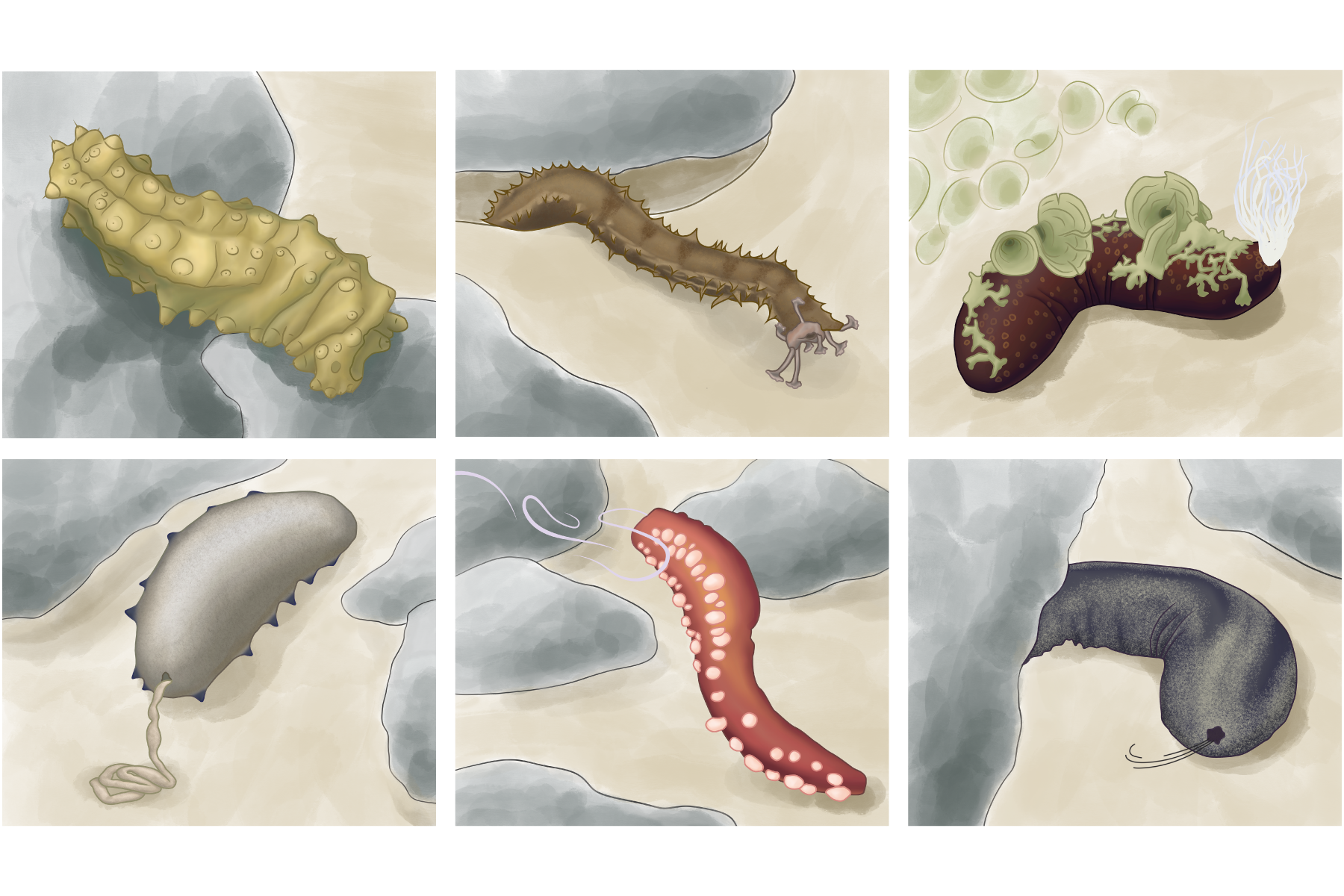 Sea Cucumber Behaviors