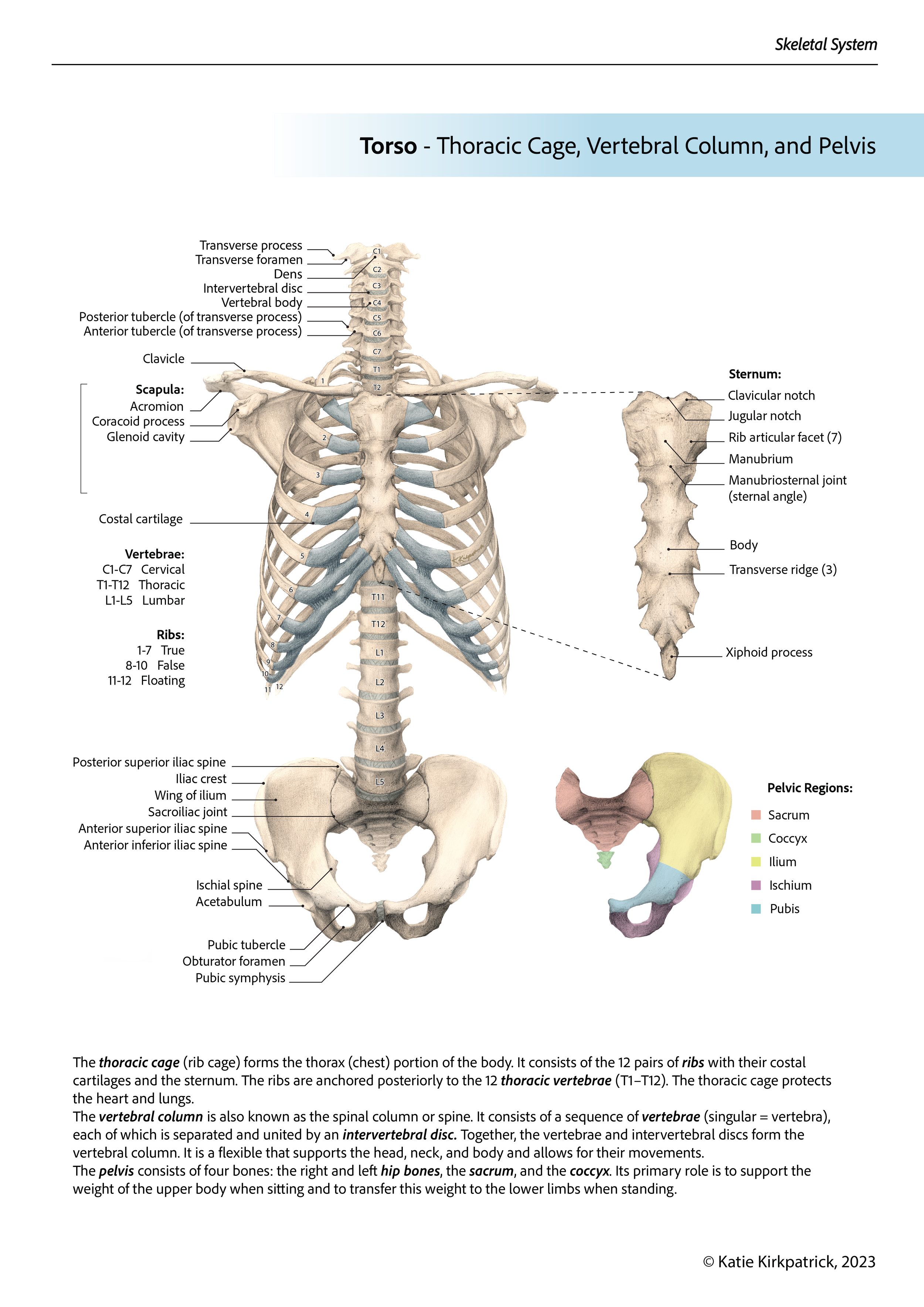 Skeletal Torso Textbook Figure