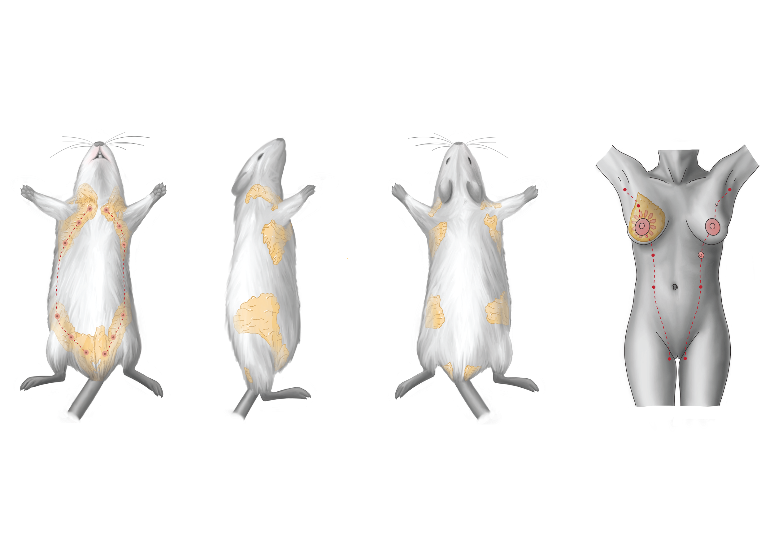 Final digital drawings