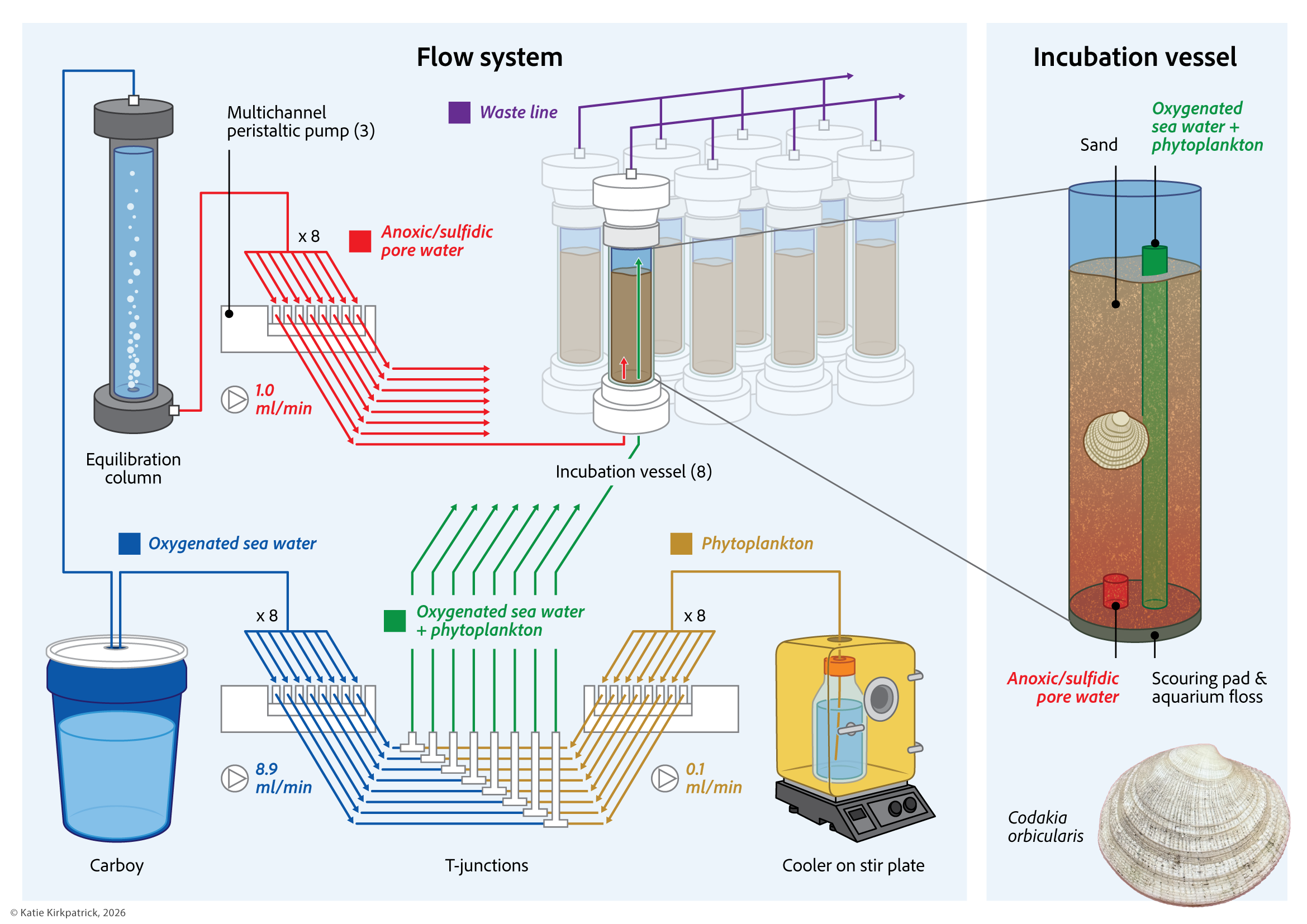 Clam Incubation System