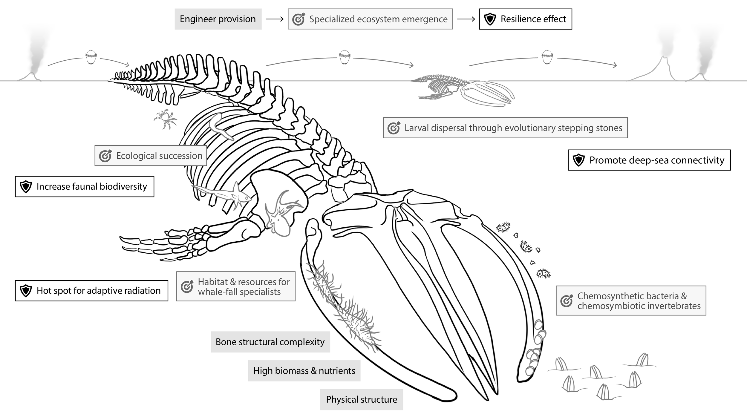 EcoEngineer-WhaleFig-FINAL.png