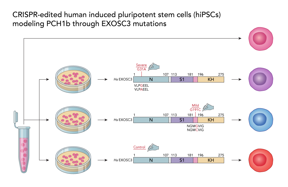 hiPSC Transfection for PCH1b Modeling