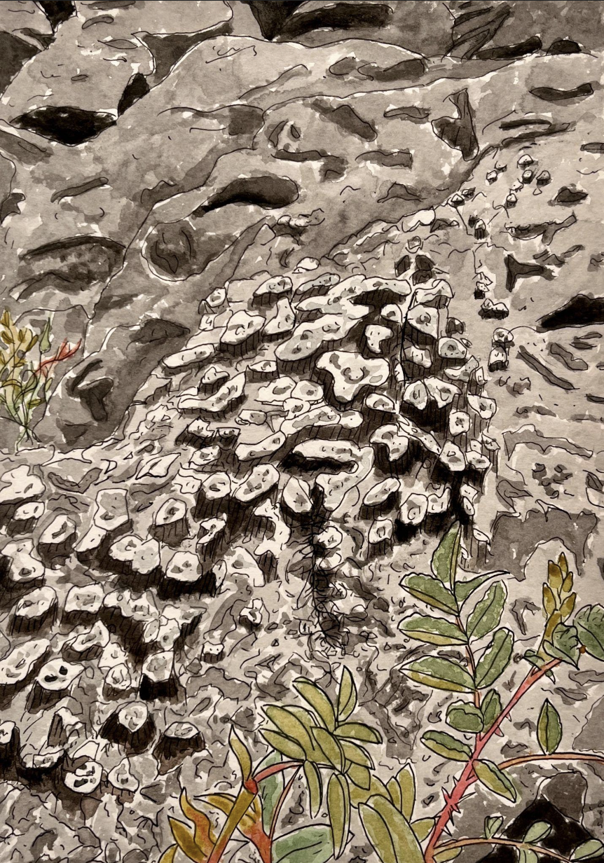 Coral Fossil (ink and watercolor site study)
