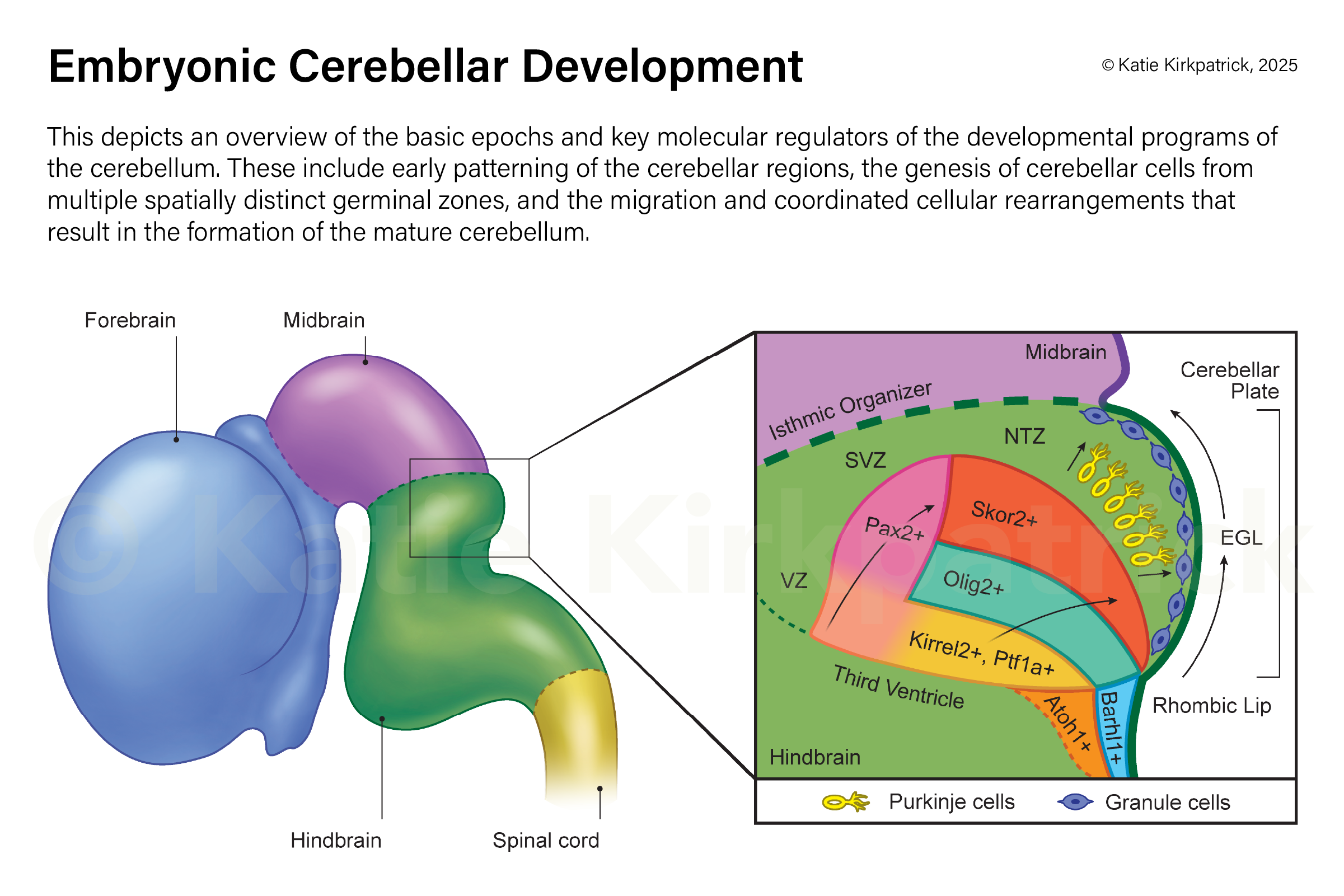 Structural depiction of embryonic cerebellum and molecular view of cell development; on track for publication from the Morton Lab at the University of Southern California - Adobe Illustrator