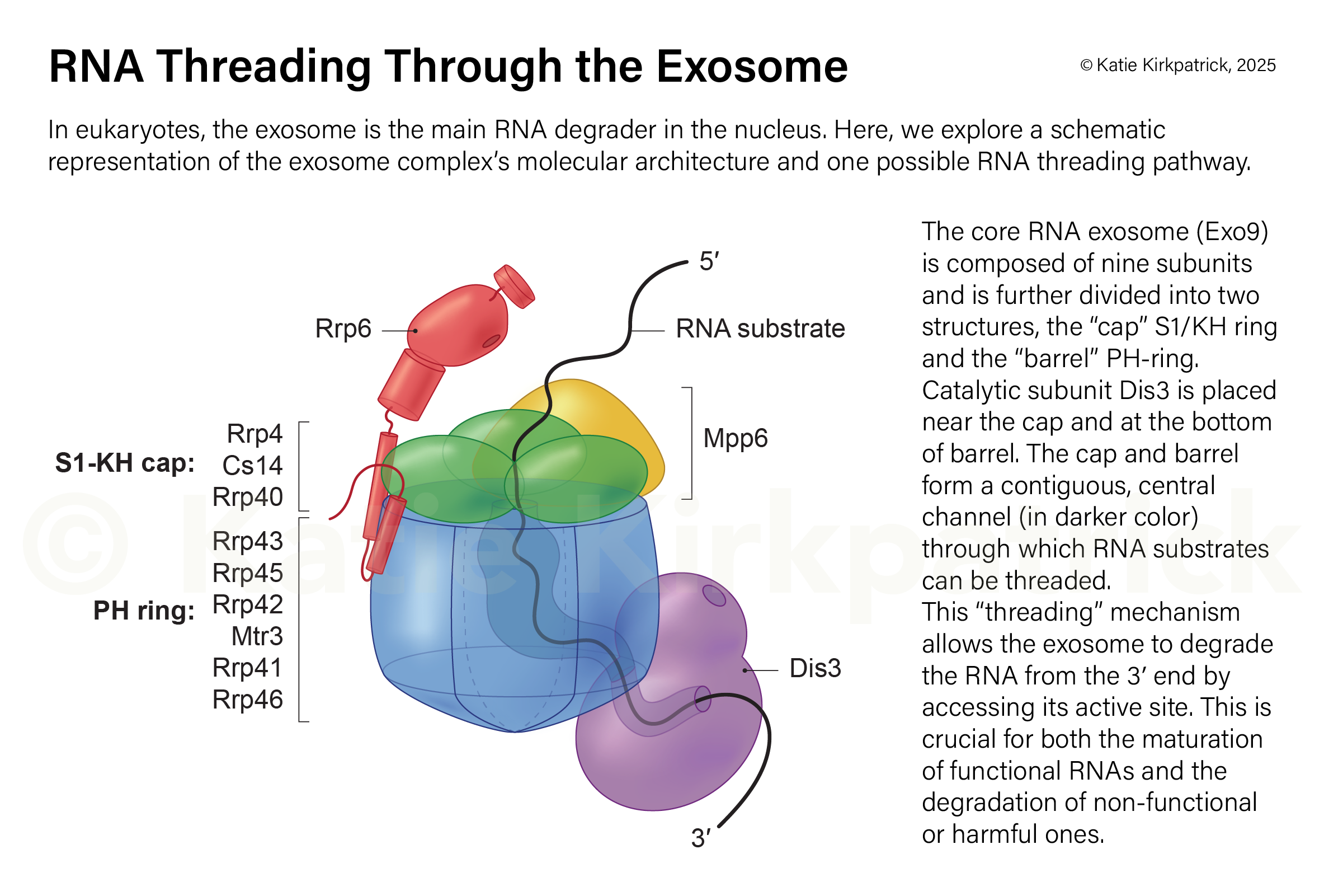 Structural depiction of RNA exosome subunits and RNA threading mechanism; on track for publication from the Morton Lab at the University of Southern California - Adobe Illustrator