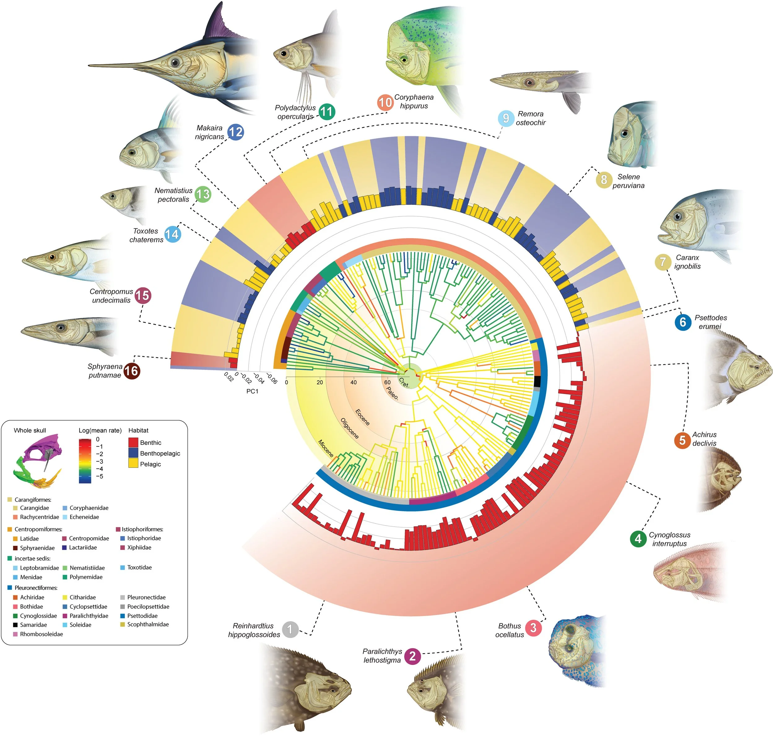 16 Illustrations arranged in Fig. 4