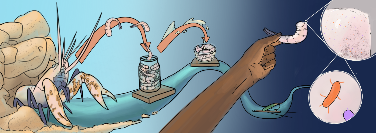 Color Sketch shown for feedback in Mo'orea