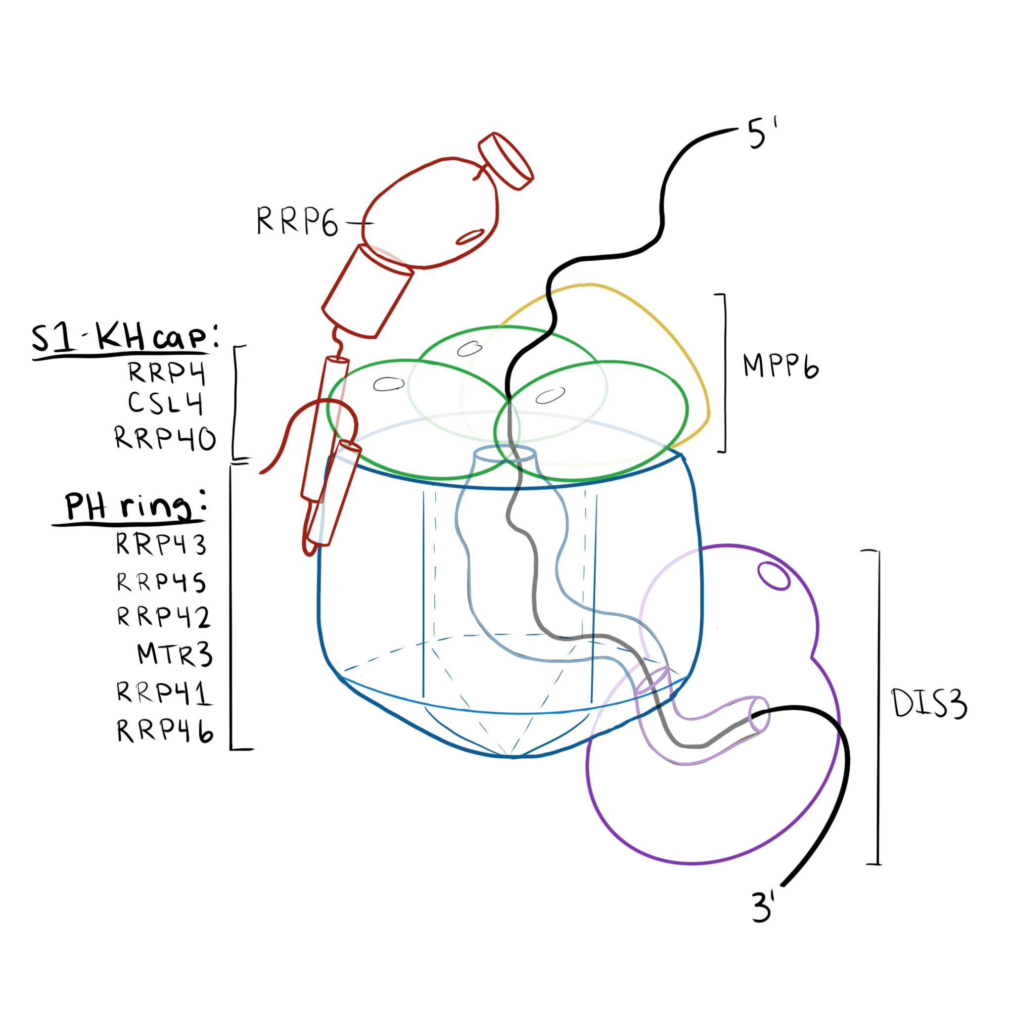 First digital sketch