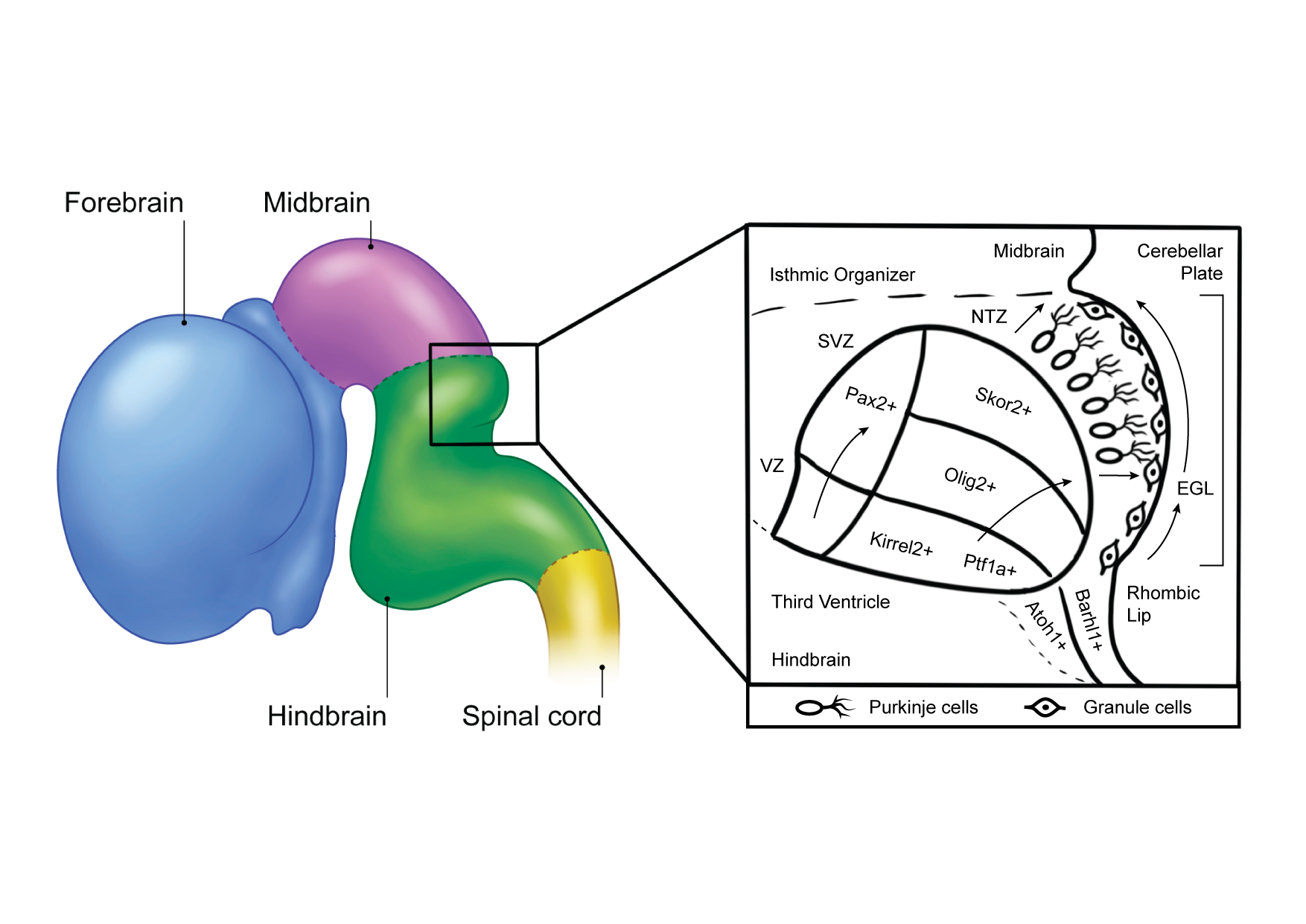 Digital sketch of molecular level zoom