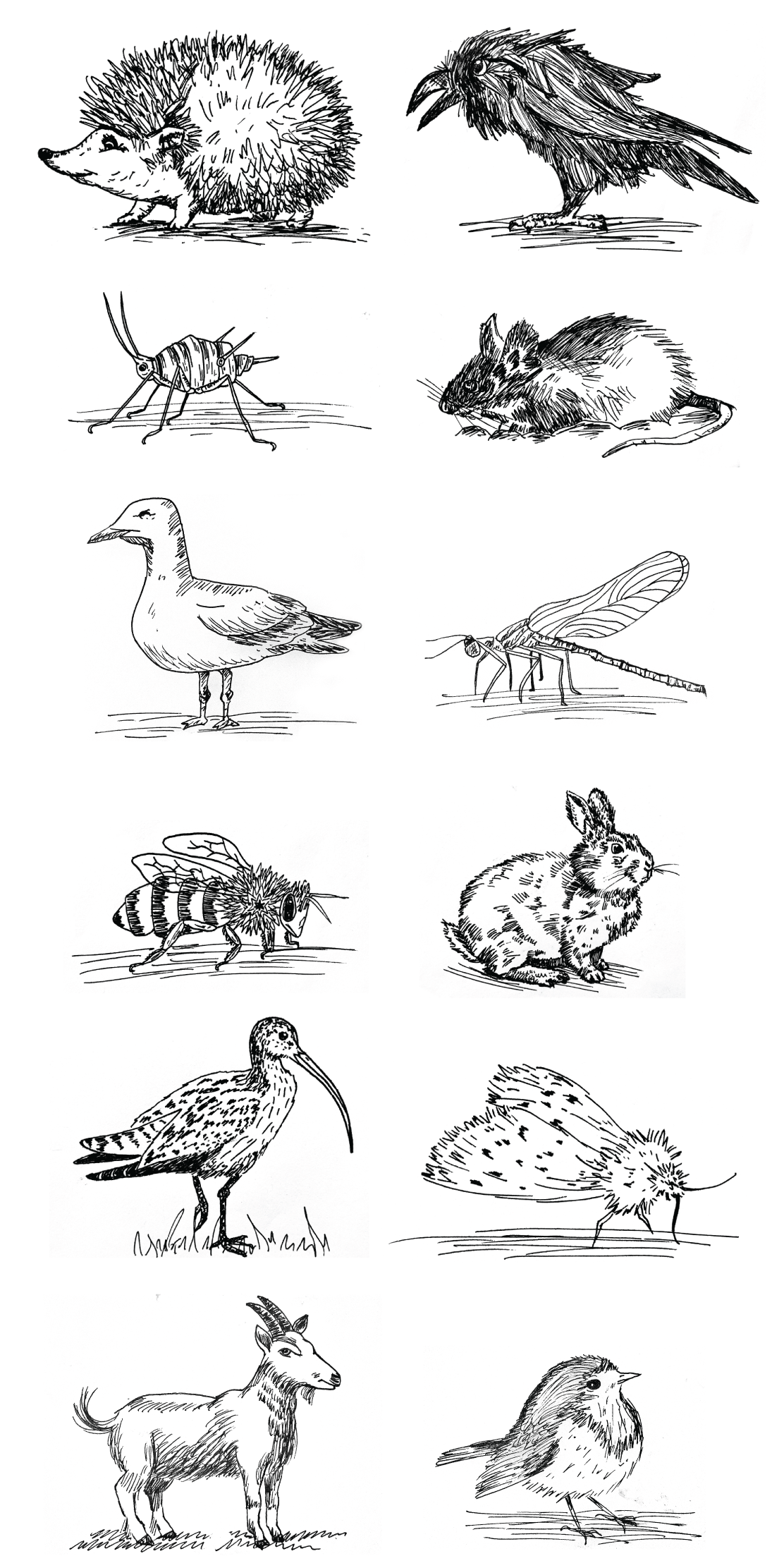 Burren Animal Log (ink studies)