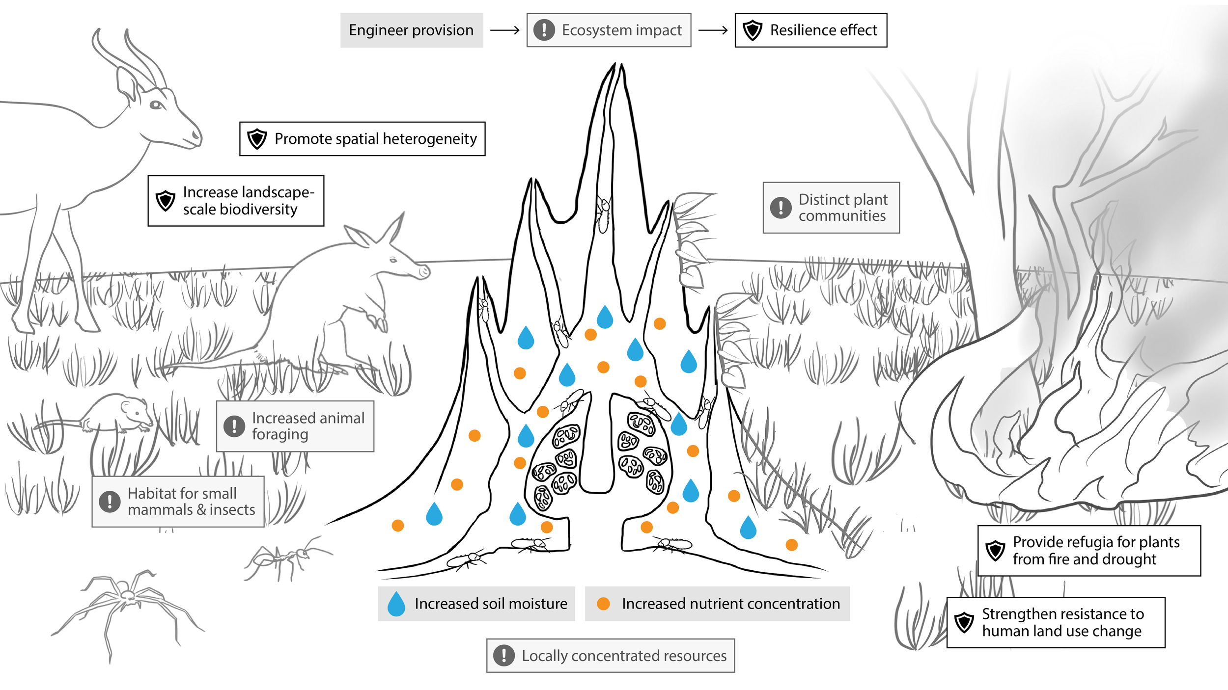 EcoEngineer-TermiteFig-FINAL.png