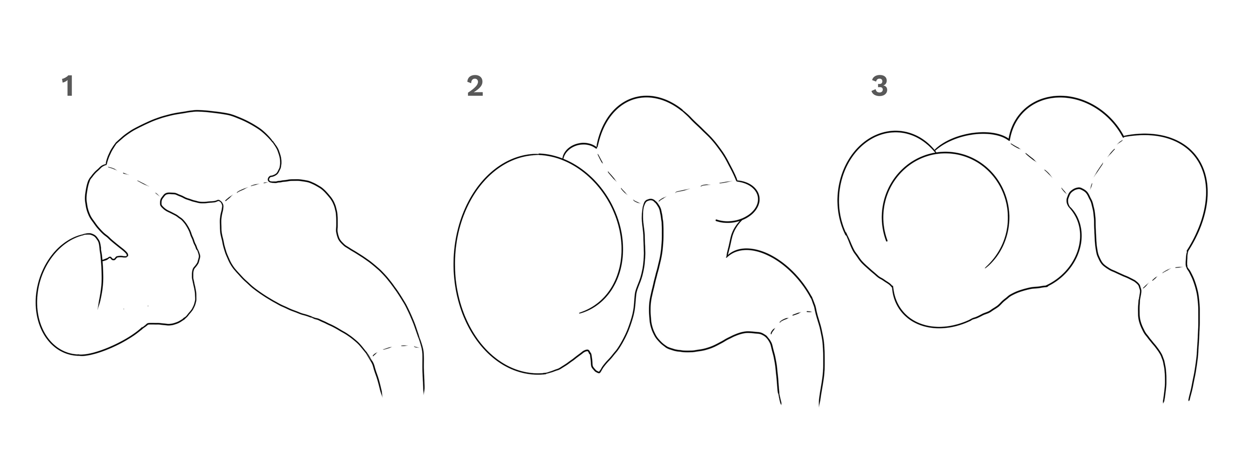 First digital sketches of possible illustration of cerebellum regions