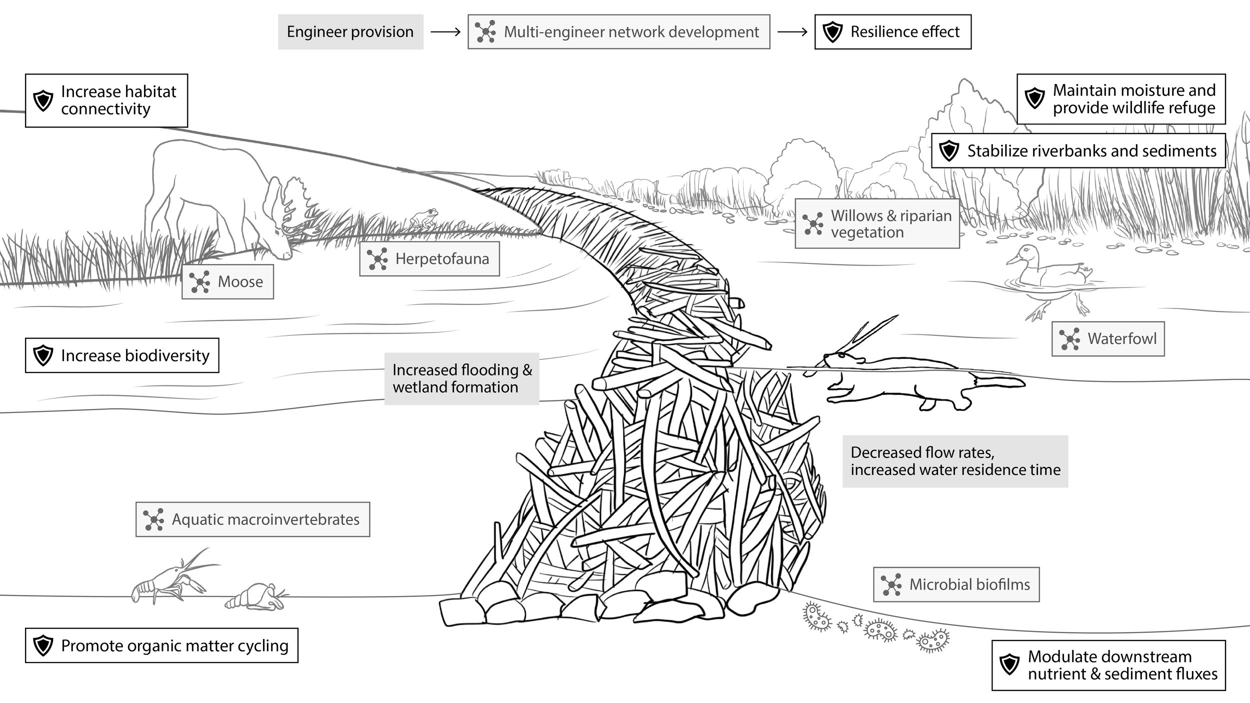 EcoEngineer-BeaverFig-FINAL.png