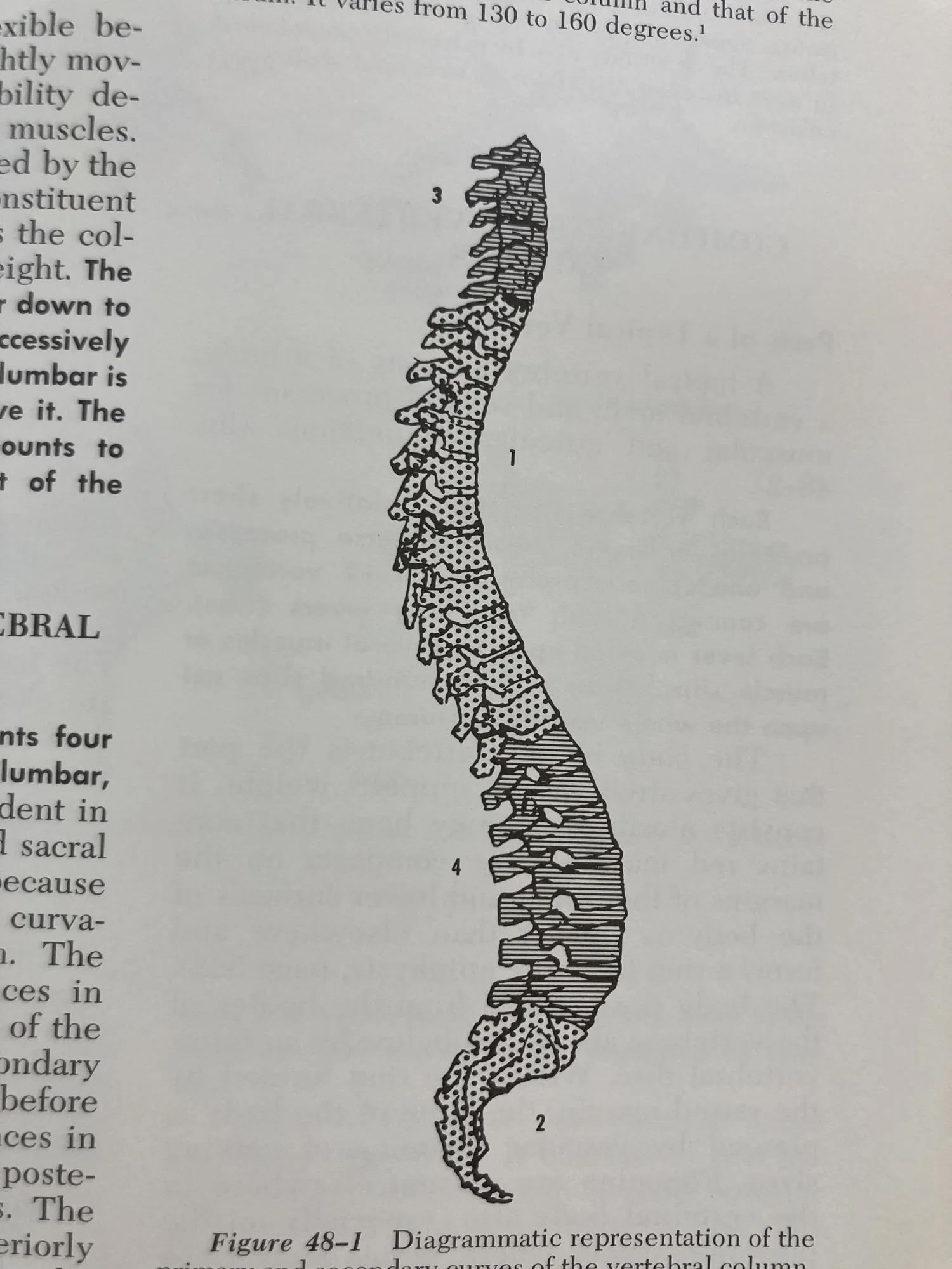 Understanding a Prolapsed/Herniated Disc of the Lumbar Spine — Waiuku ...