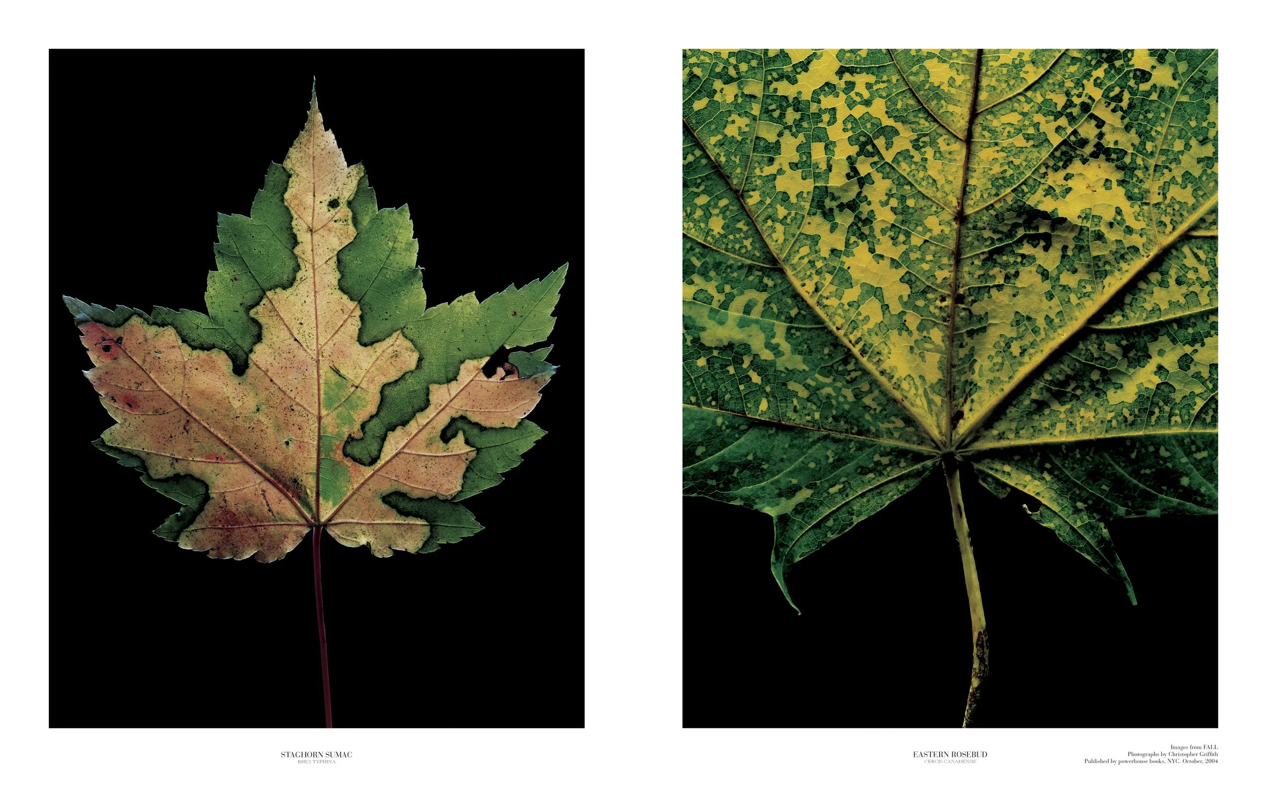 The Fold.Victionary_4rgb.jpg