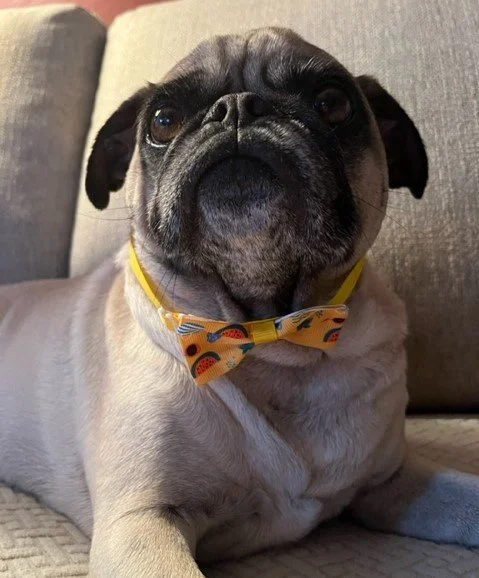 oliver1.jpg