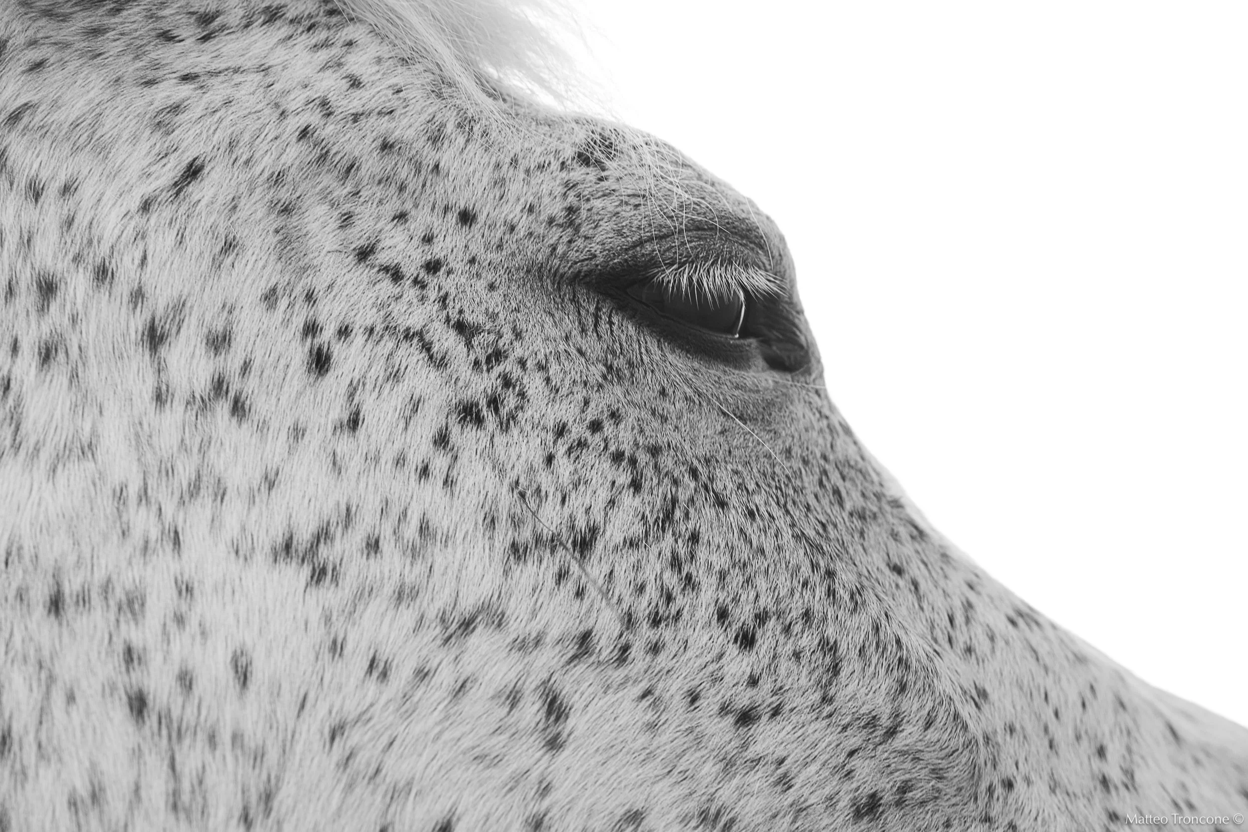 apaloosa bw-2.jpg