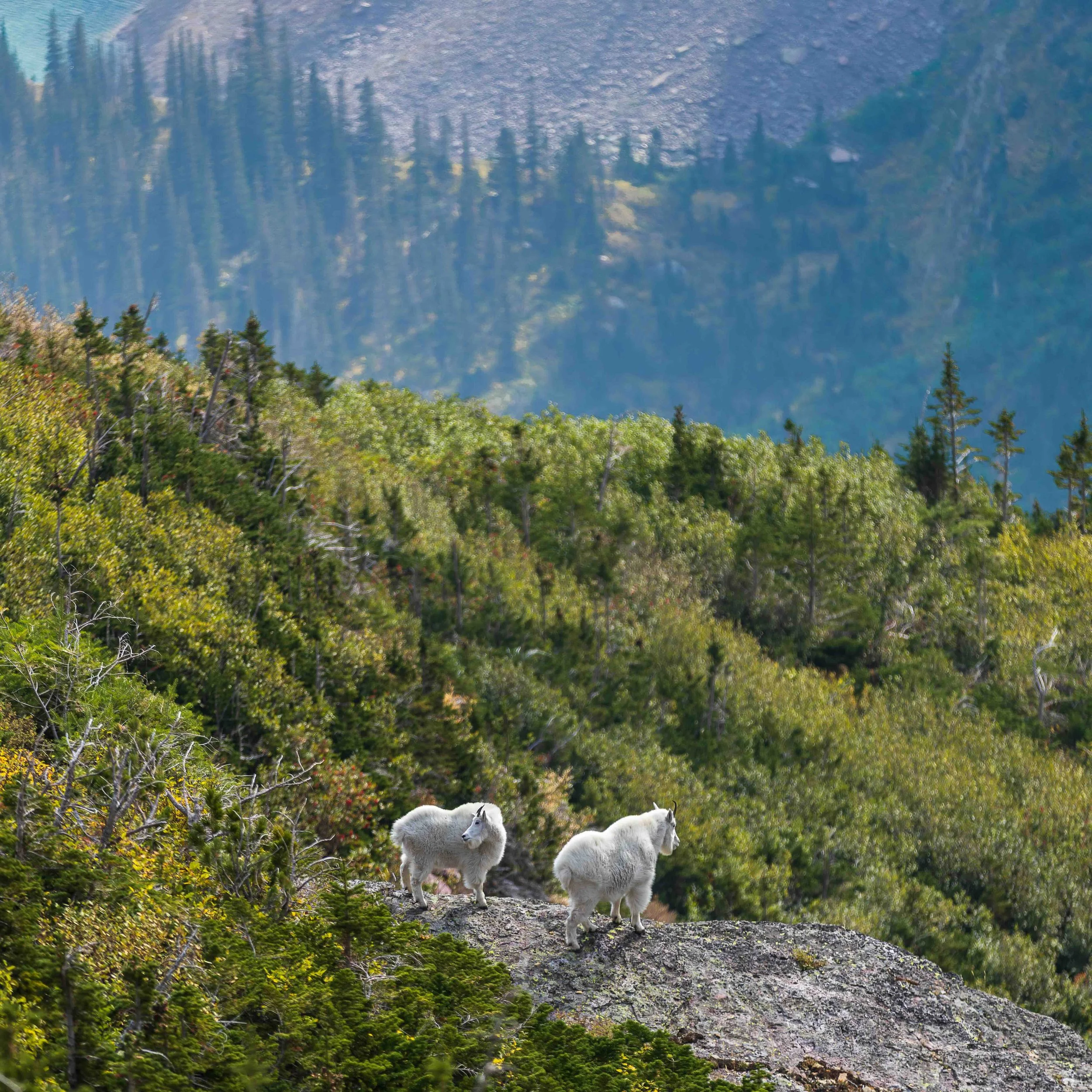 Grinnell Gremlins-2web.jpeg