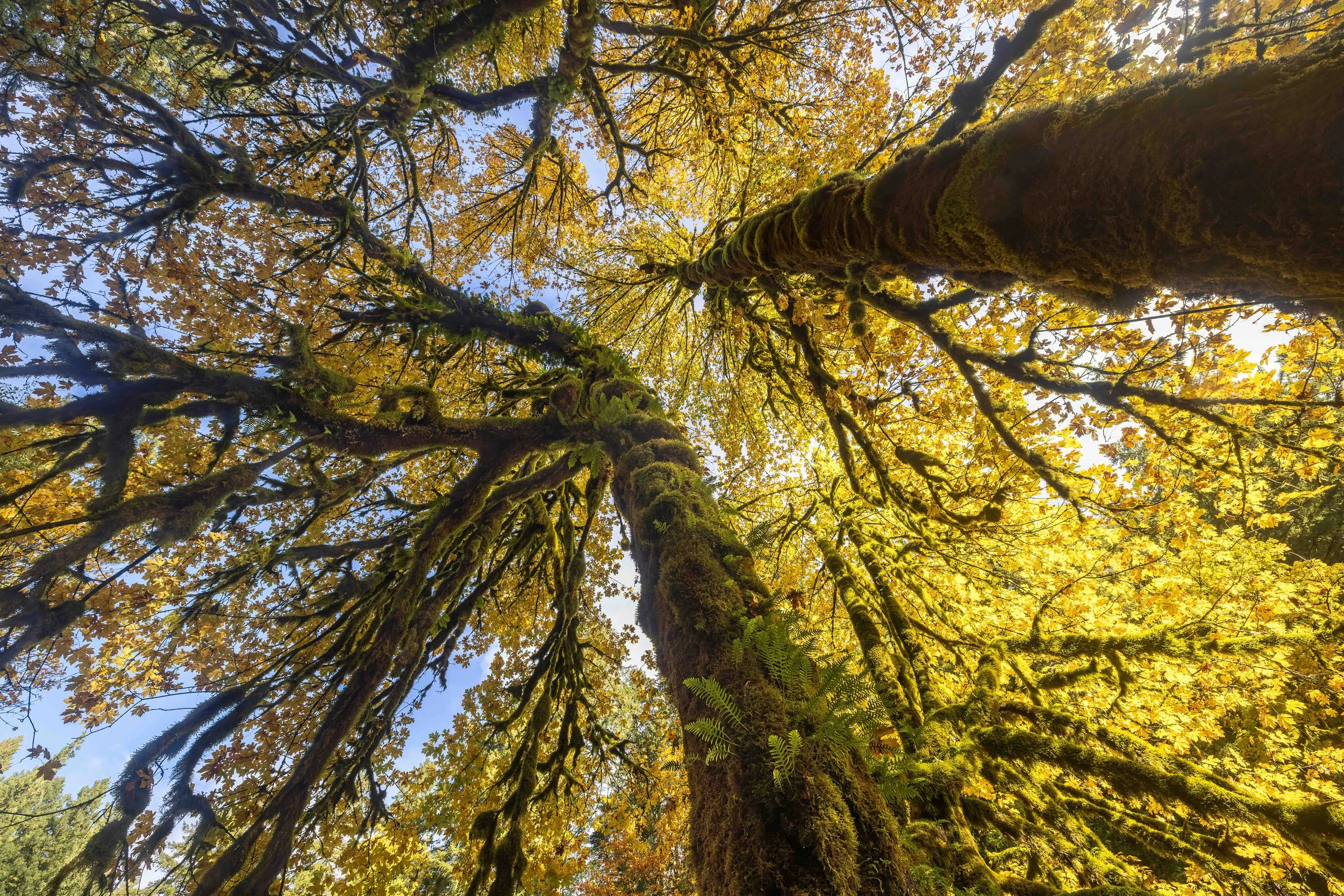 Silver Falls mazeweb.jpeg