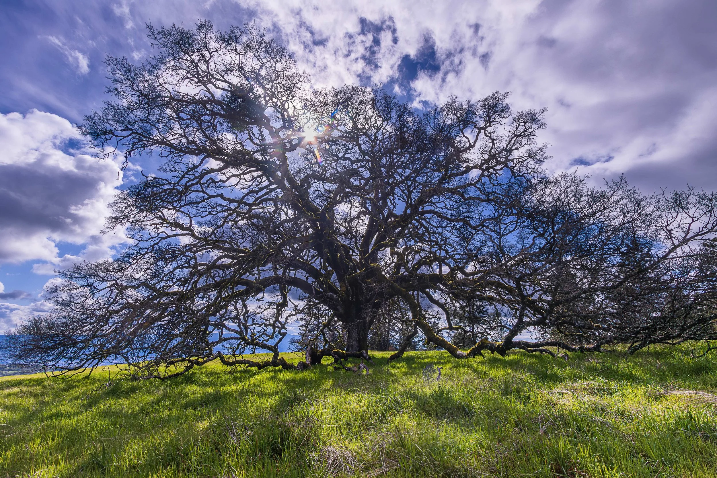 Coe Tree.jpg