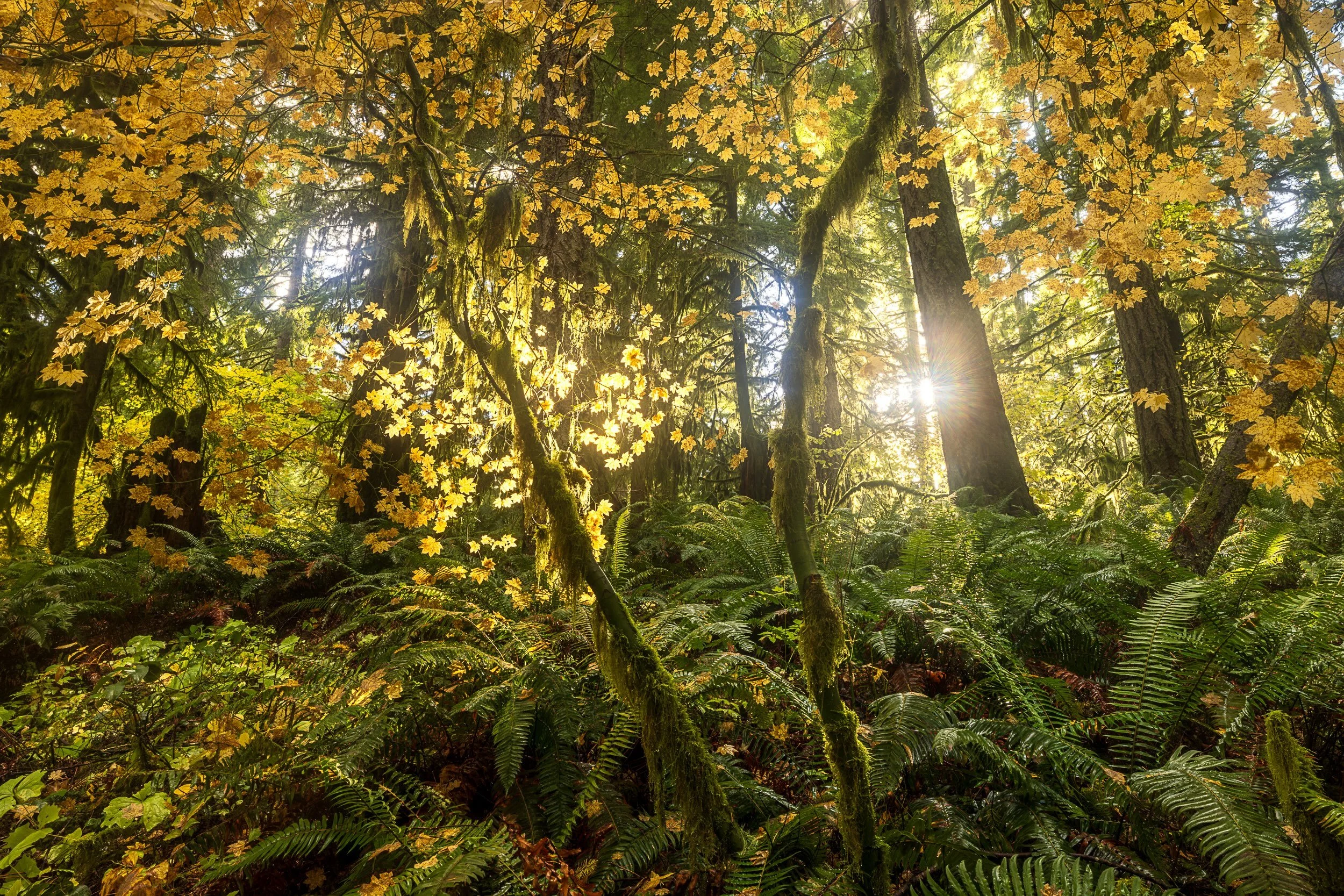 Silver Fallsweb.jpeg