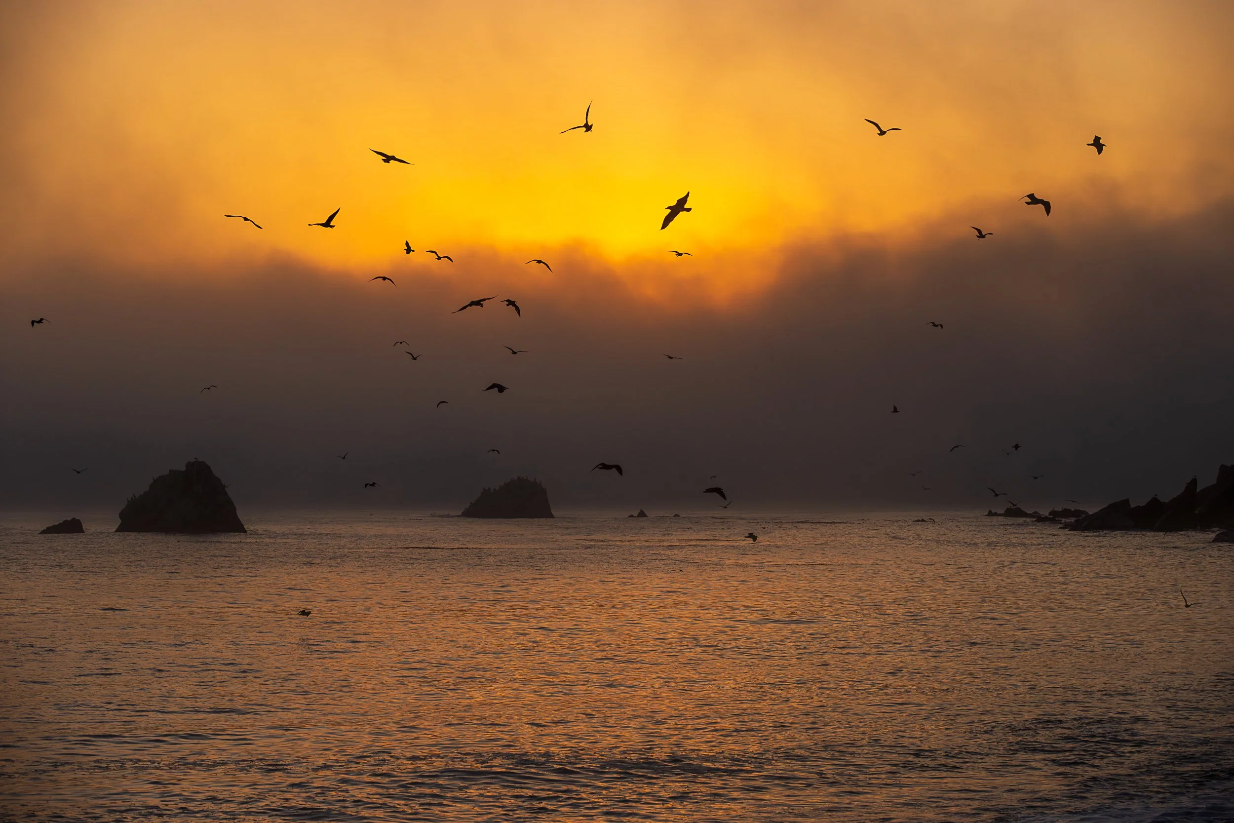 Pelicans Limekiln2.jpg