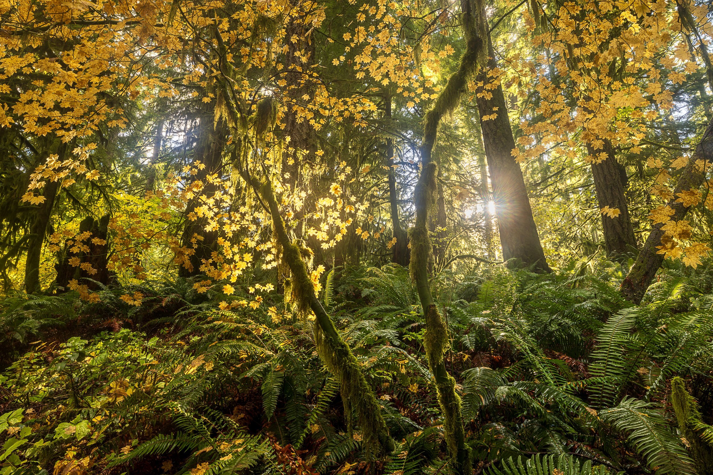 Silver Falls glowwebsite.jpeg