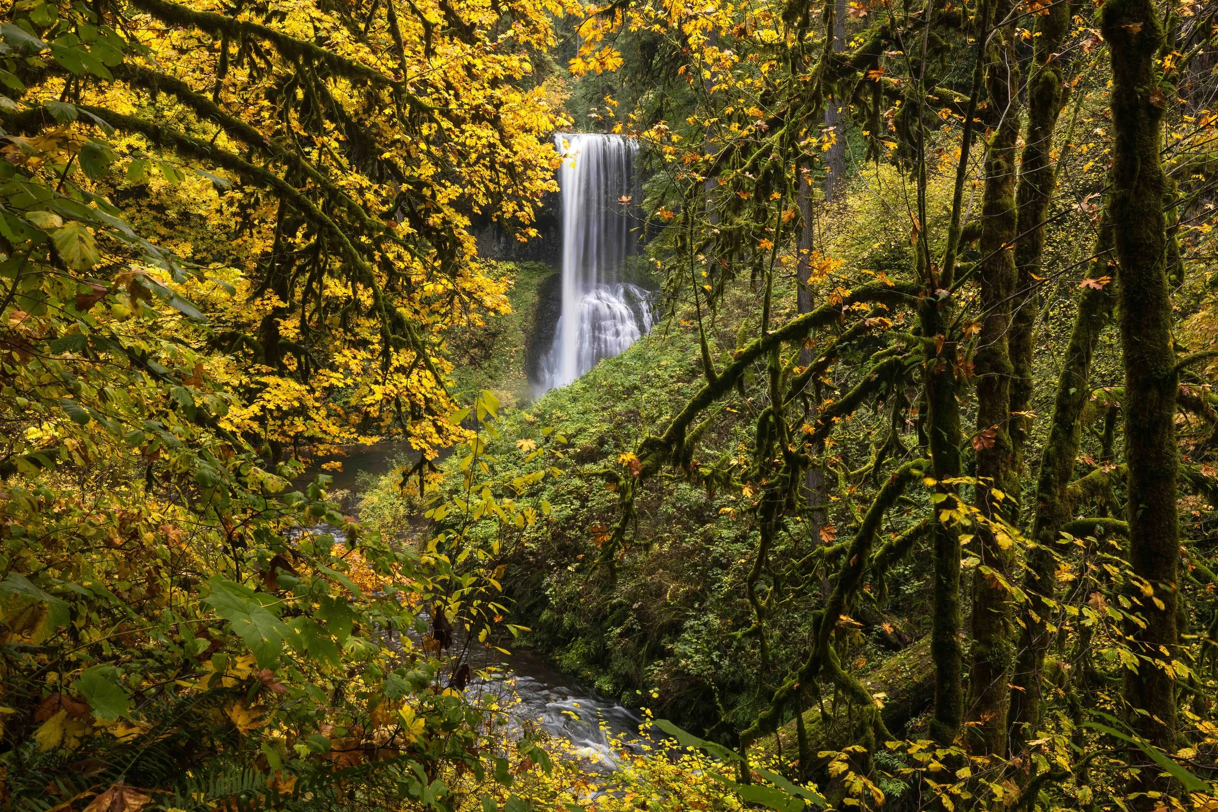 Silver falls 1web.jpeg