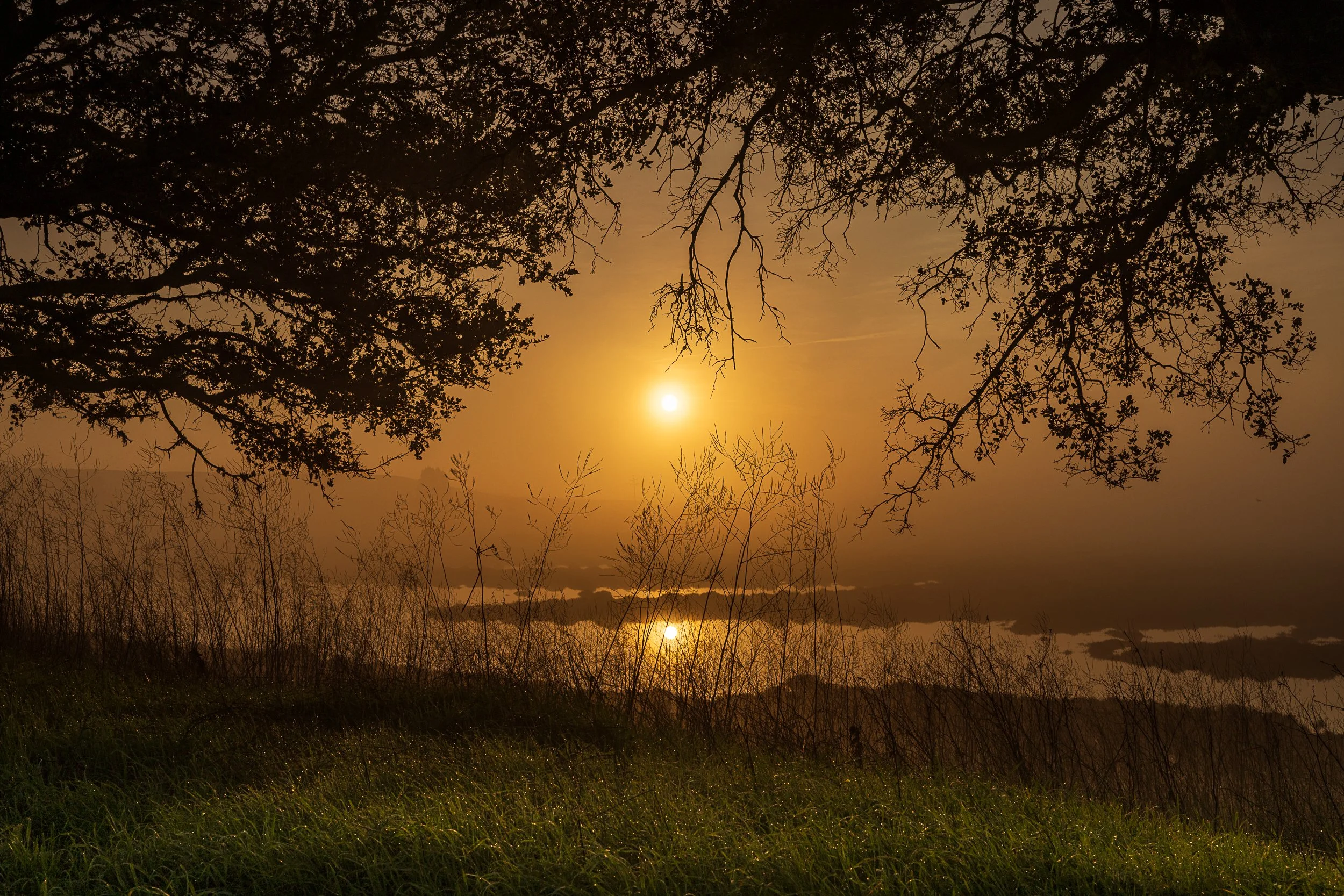 Petalum sunrise.jpg