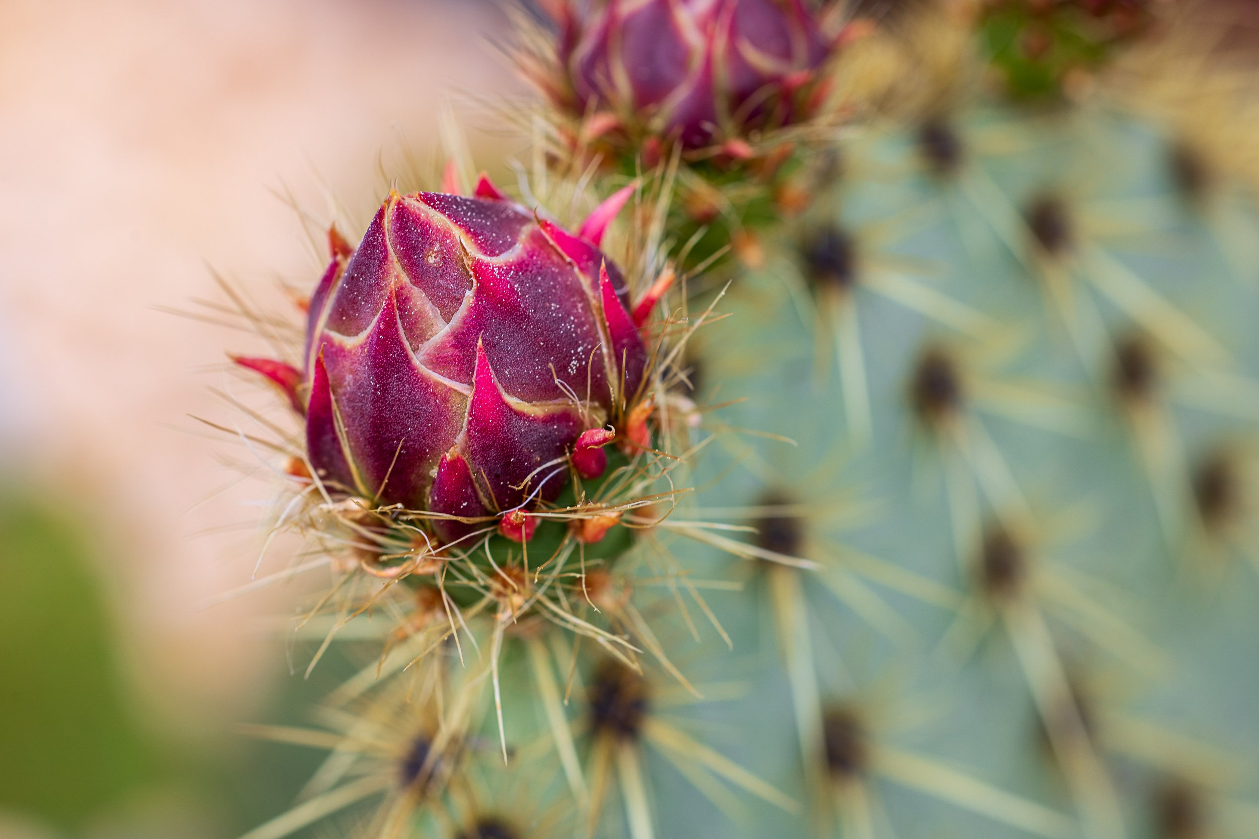 Prickly pear.jpg