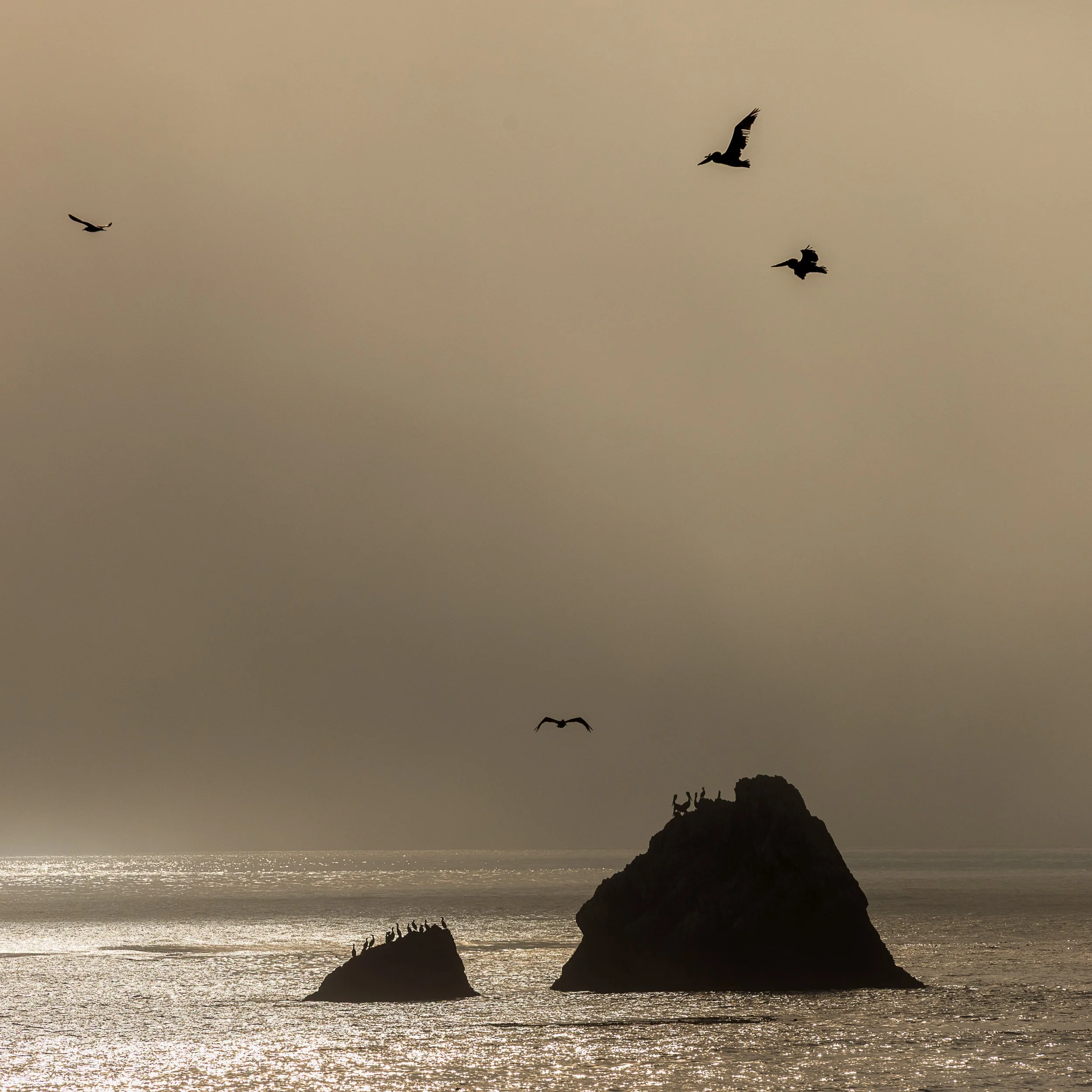 Pelicans Limekiln.jpg