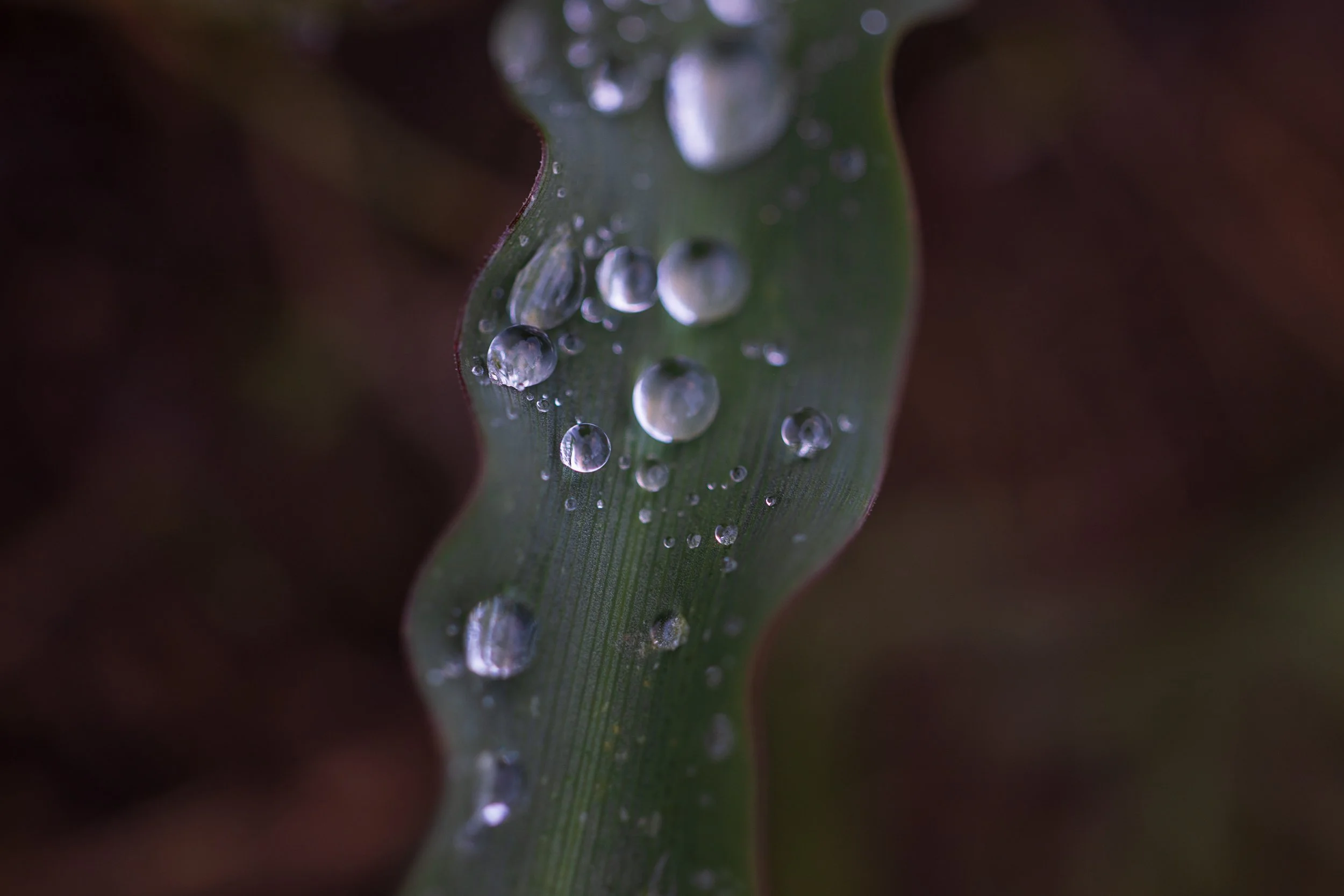 dew on leaves.jpg