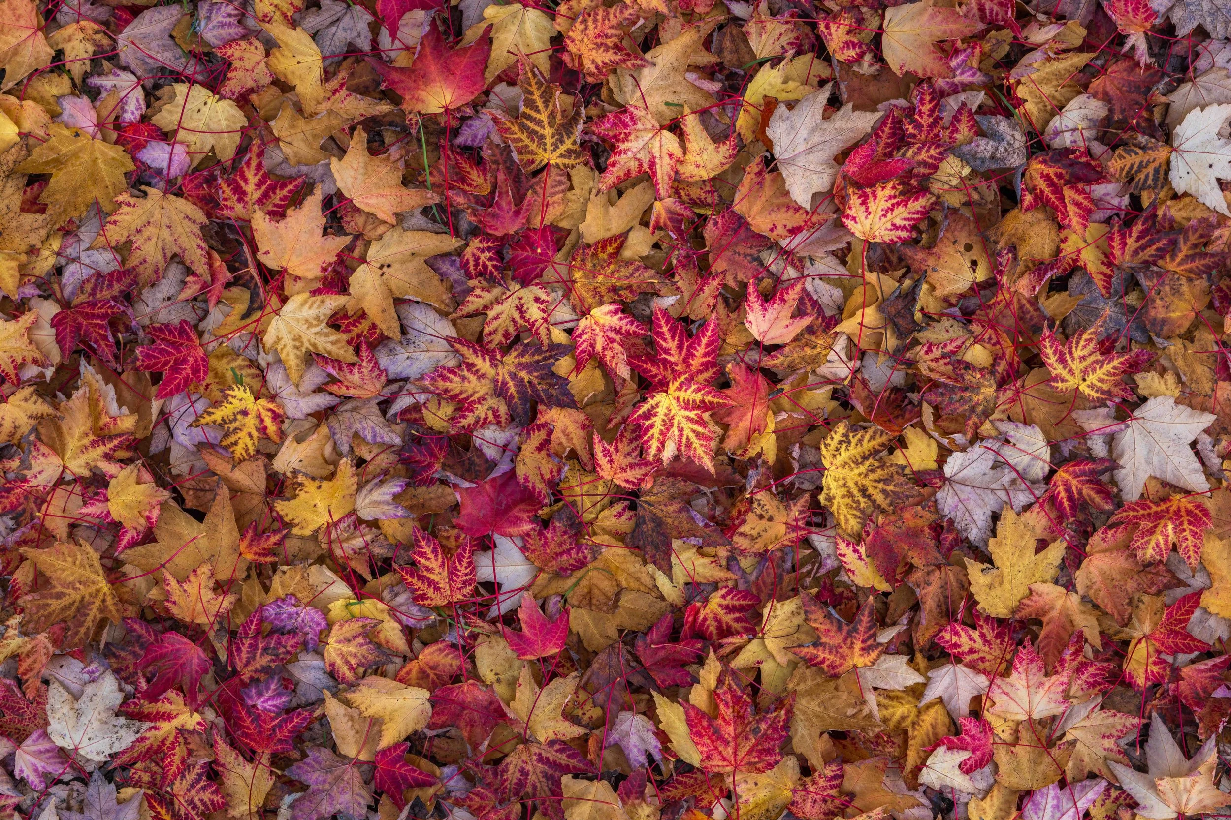 Autumn website.jpg