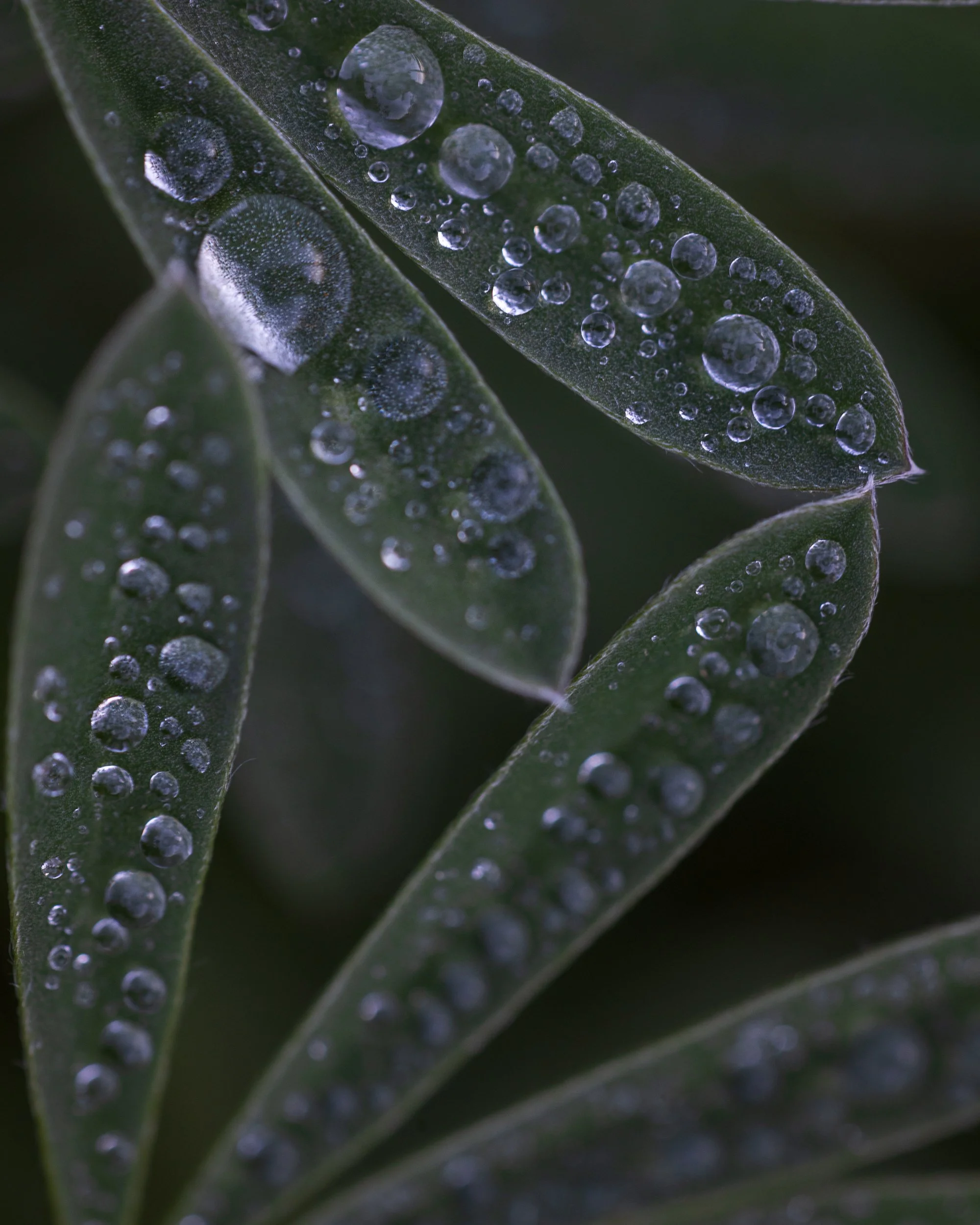 dew on Lupine.jpg