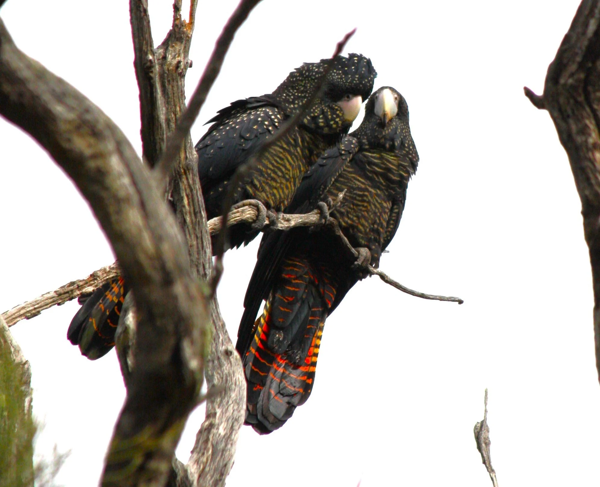two female cockatoo.JPG